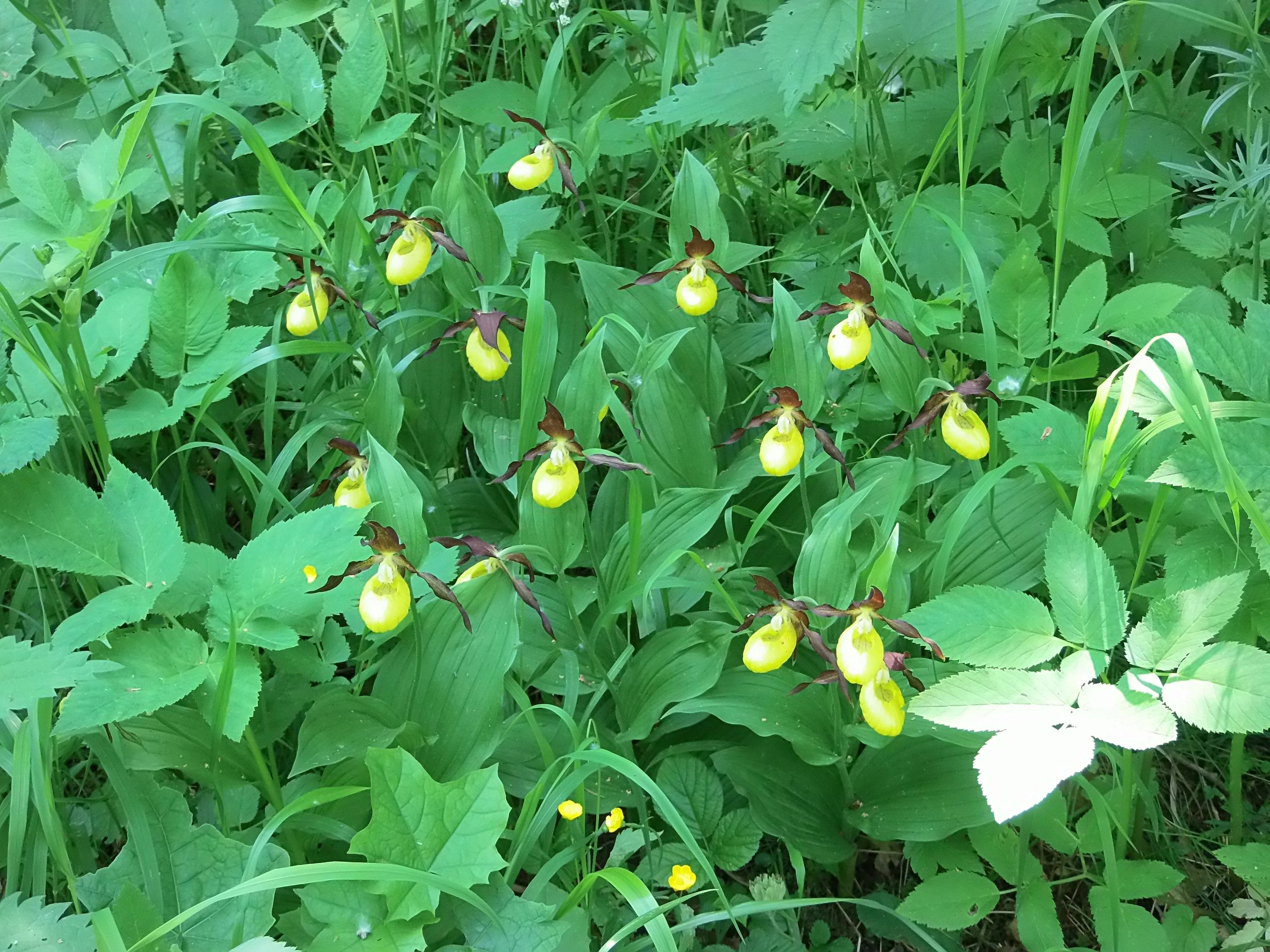 Several yellow lady's slipper orchid flowers growing amongst lush green foliage and grasses in a forest setting.