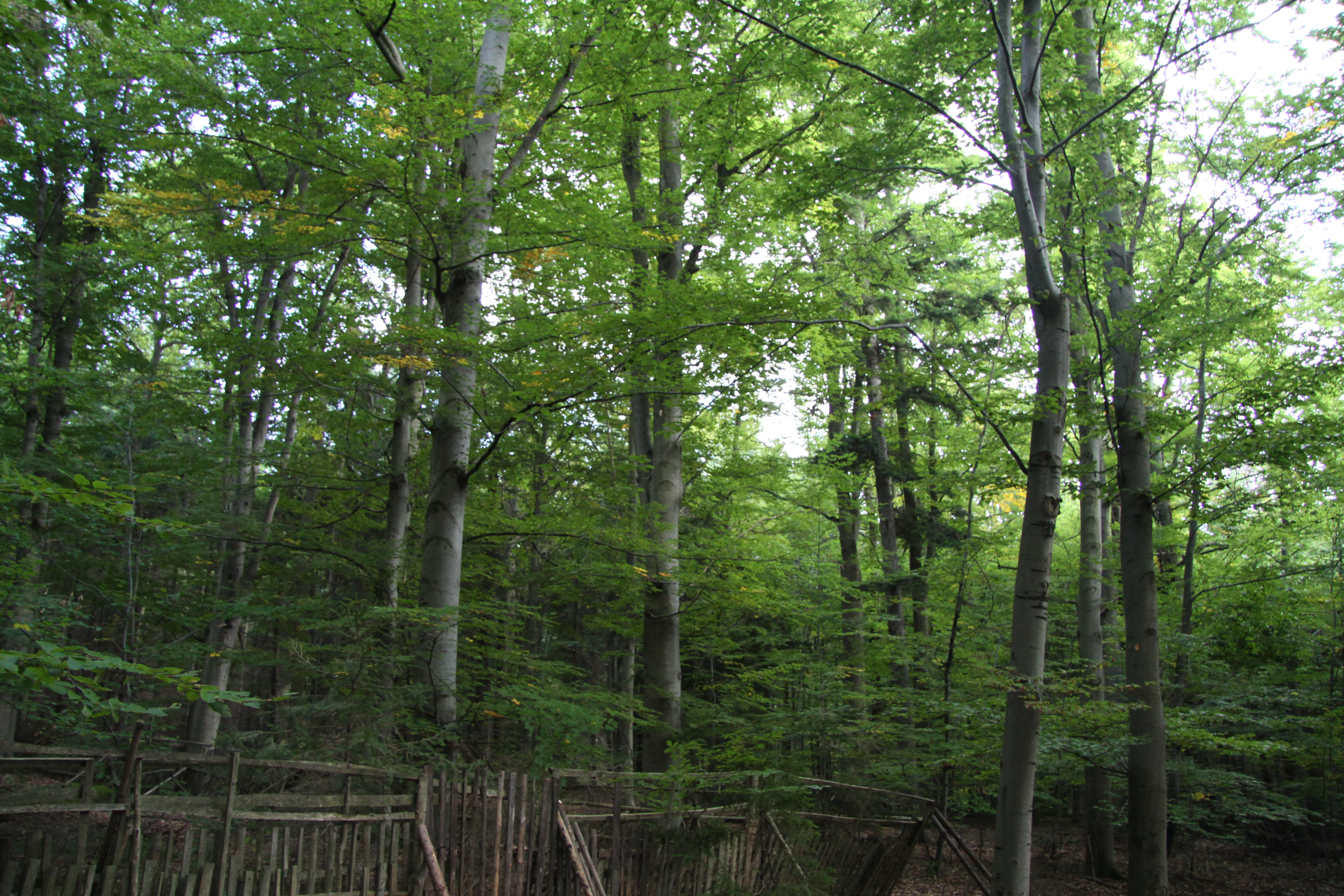 A view into a dense, mature deciduous forest in Sobědražský prales, with a wooden fence structure visible in the foreground.