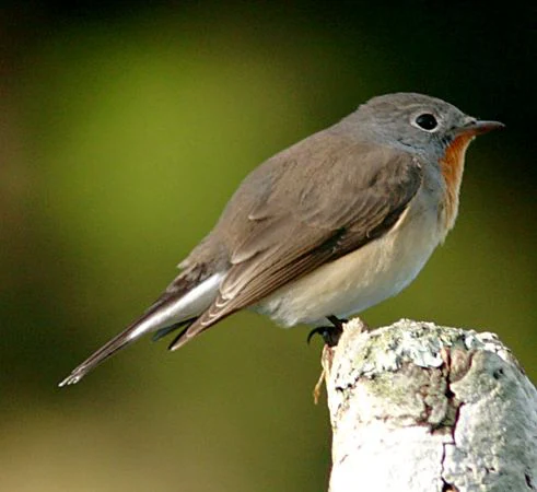 A small bird with a grey head, brown back, and orange throat patch sitting on a weathered wooden post against a blurred green background.