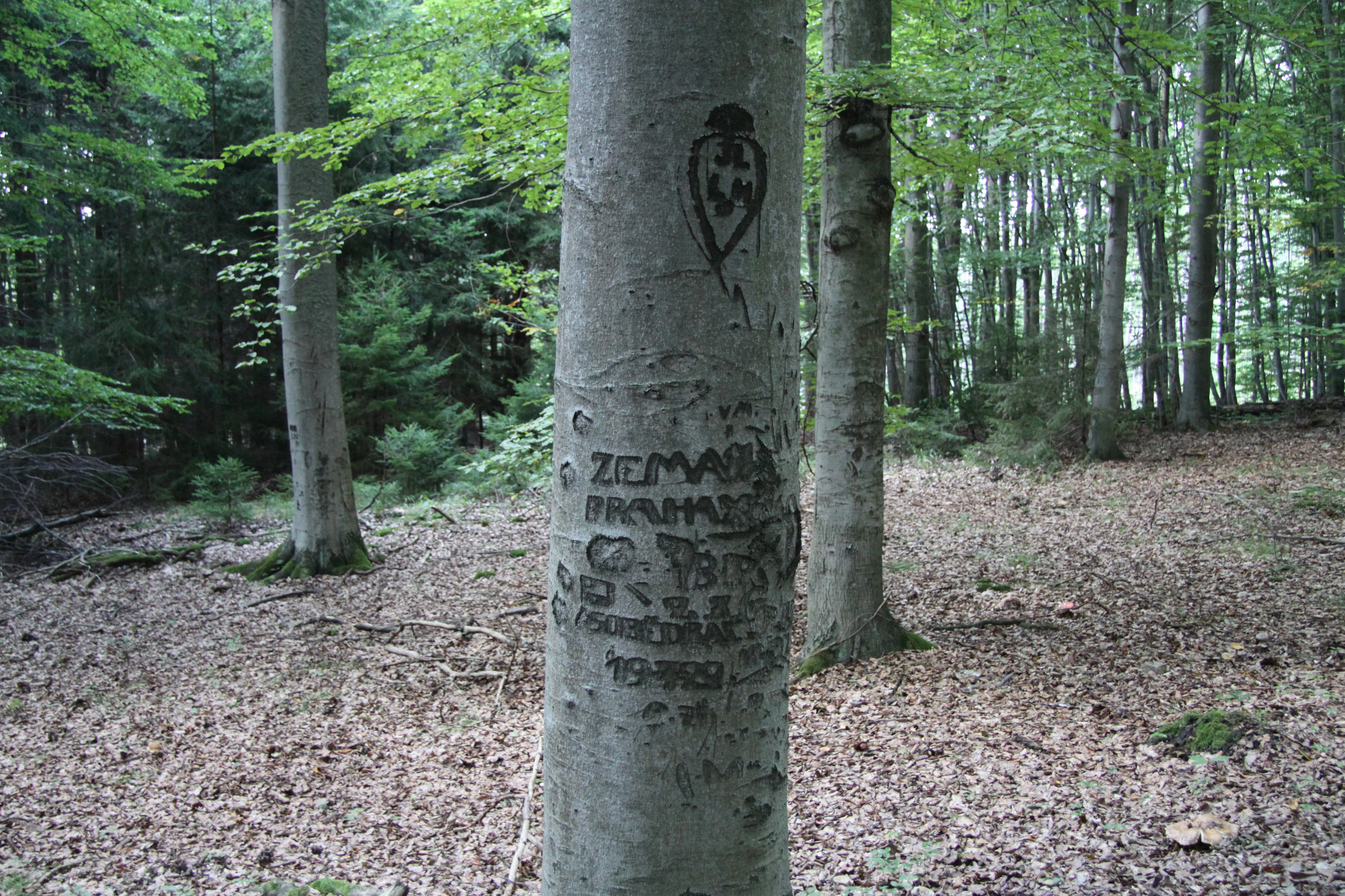 A close-up view of a mature tree trunk in a beech forest with various carvings and dates etched into the bark, surrounded by a leafy forest floor.