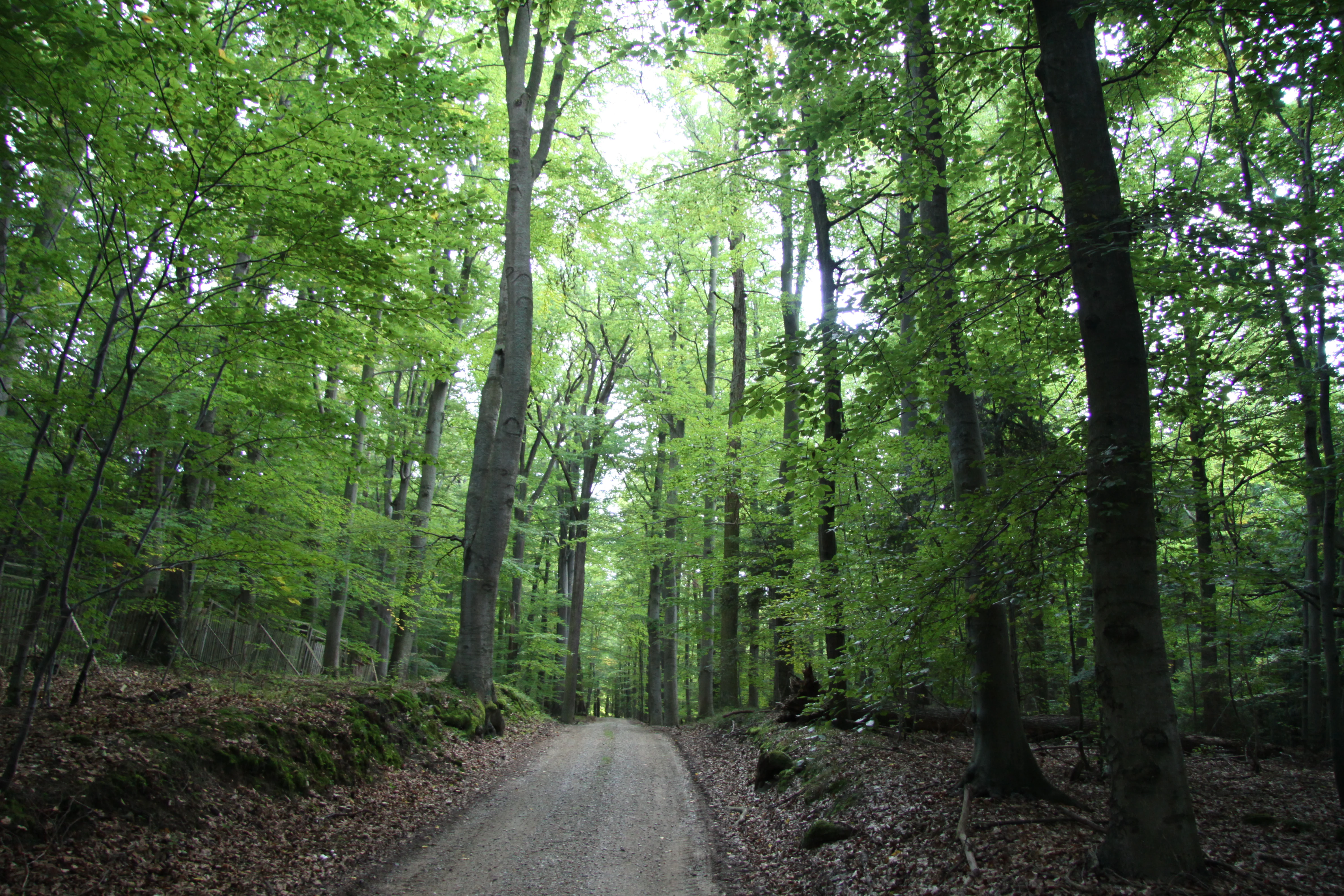 A narrow dirt road leads into a dense, green deciduous forest with tall trees lining both sides.