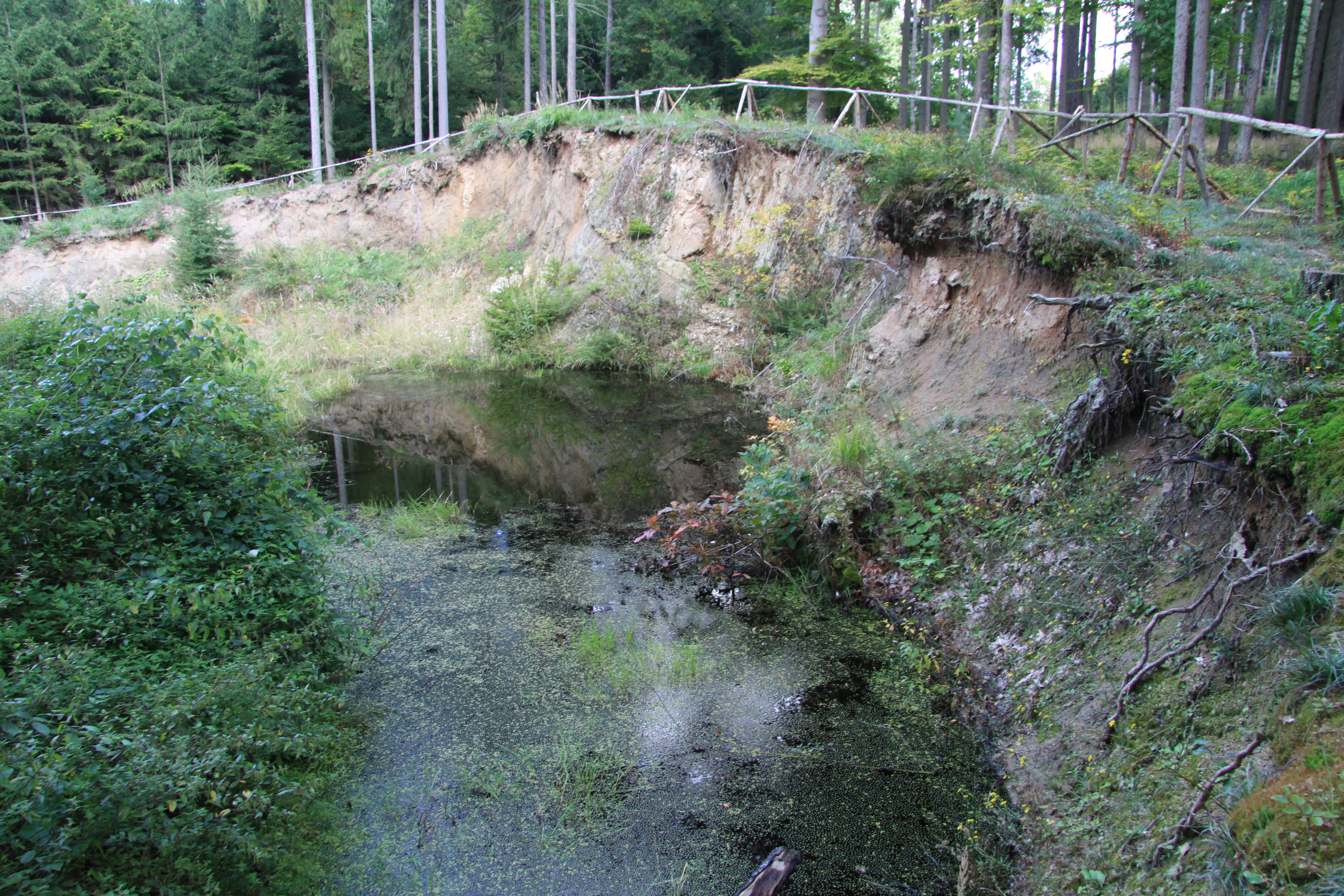 A small, still pool of water at the base of a steep, eroded earthen bank, bordered by forest vegetation and a simple wooden fence along the top rim.
