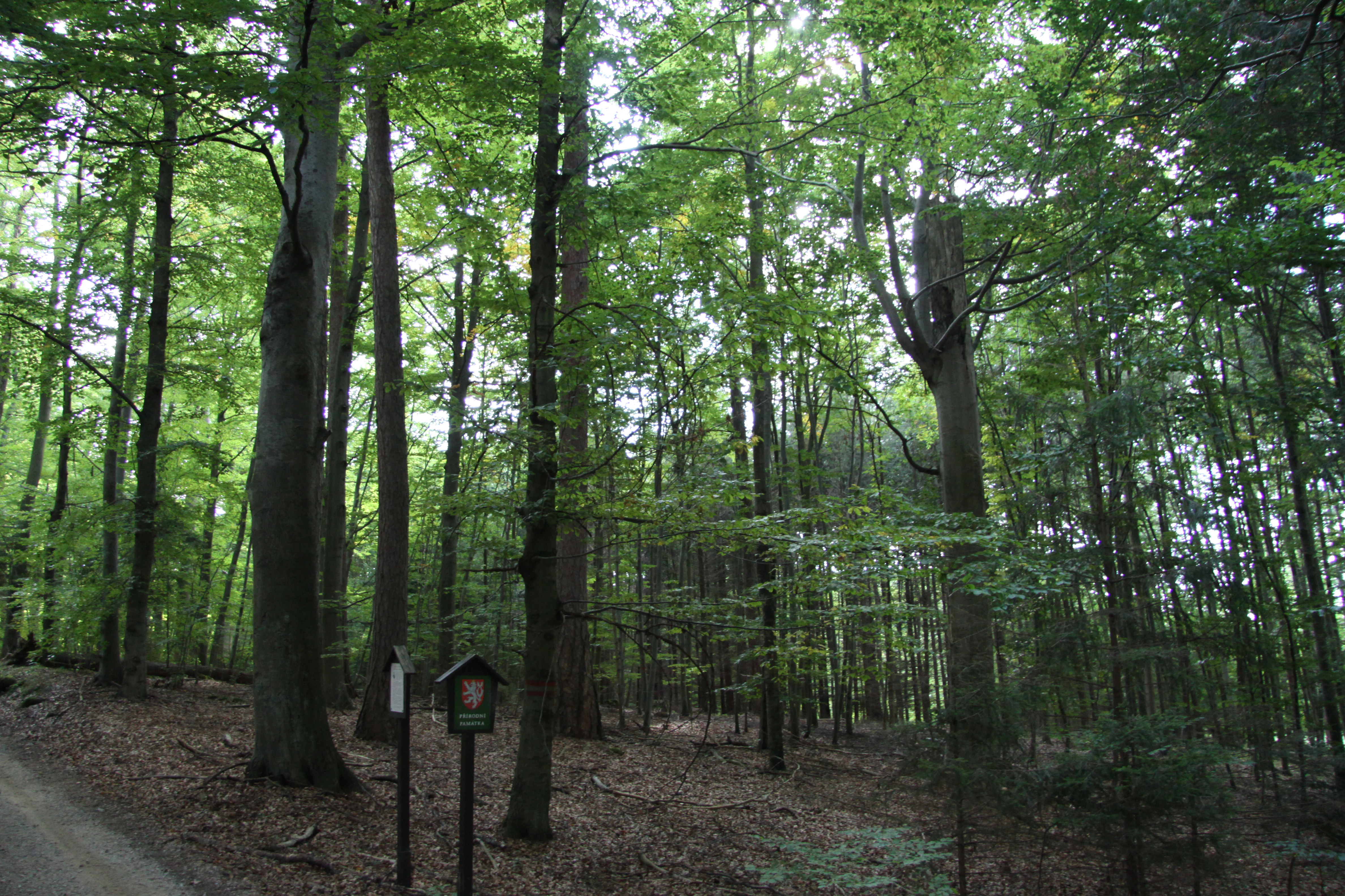 A thick, mature forest with tall, leafy trees and a small information sign on a post in the lower left corner.