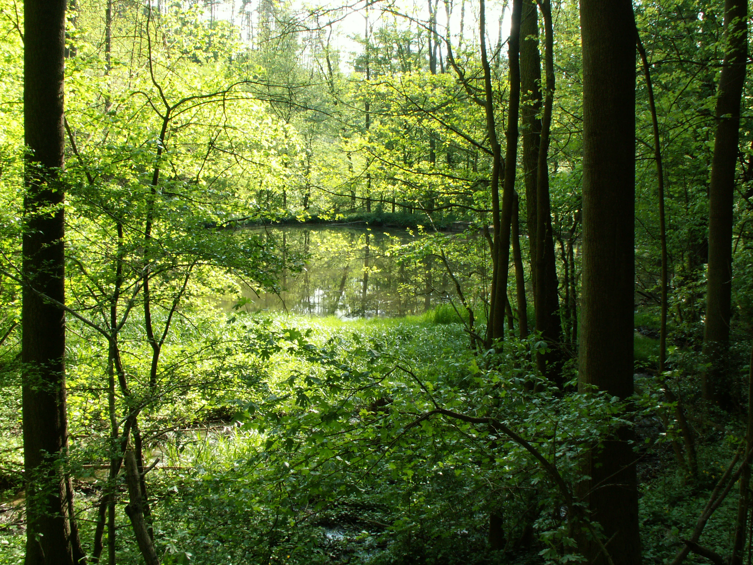 A view of a calm pond surrounded by a dense green forest with sunlight filtering through the trees.