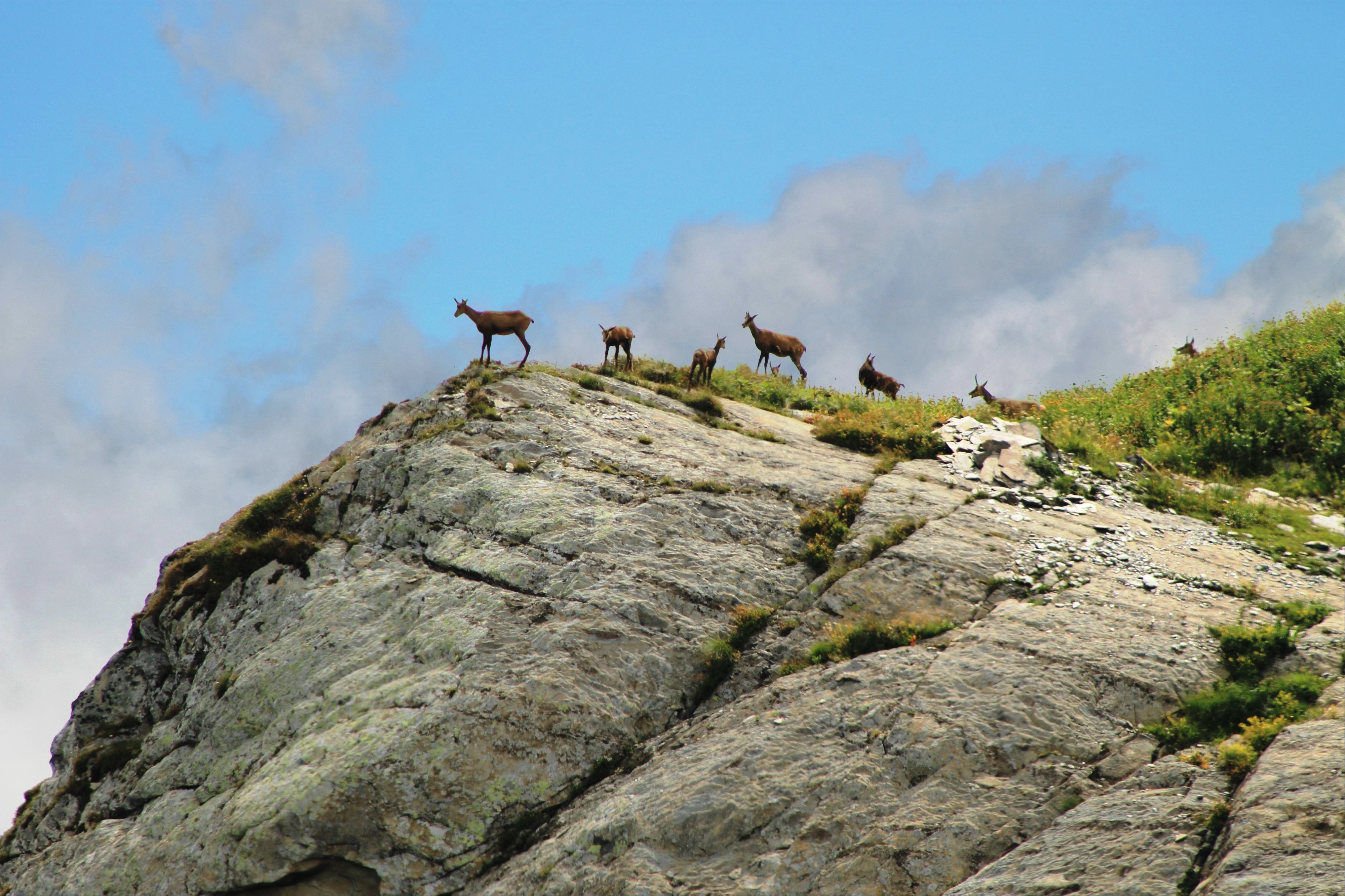 Un grupo de rebecos de pie sobre una escarpada y rocosa cresta montañosa bajo un cielo azul parcialmente nublado.
