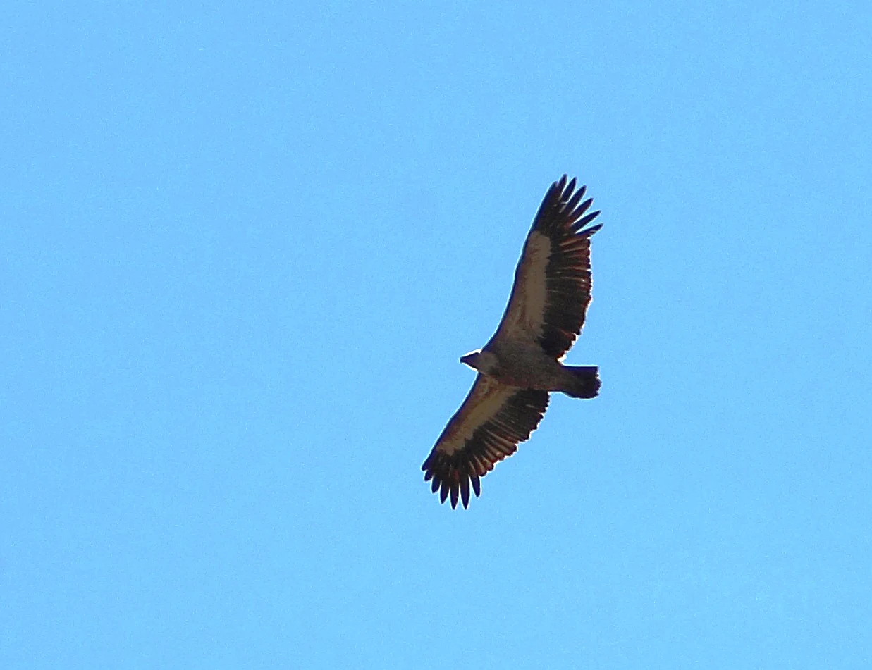 Un gran buitre leonado con las alas totalmente extendidas en vuelo contra un cielo azul despejado.
