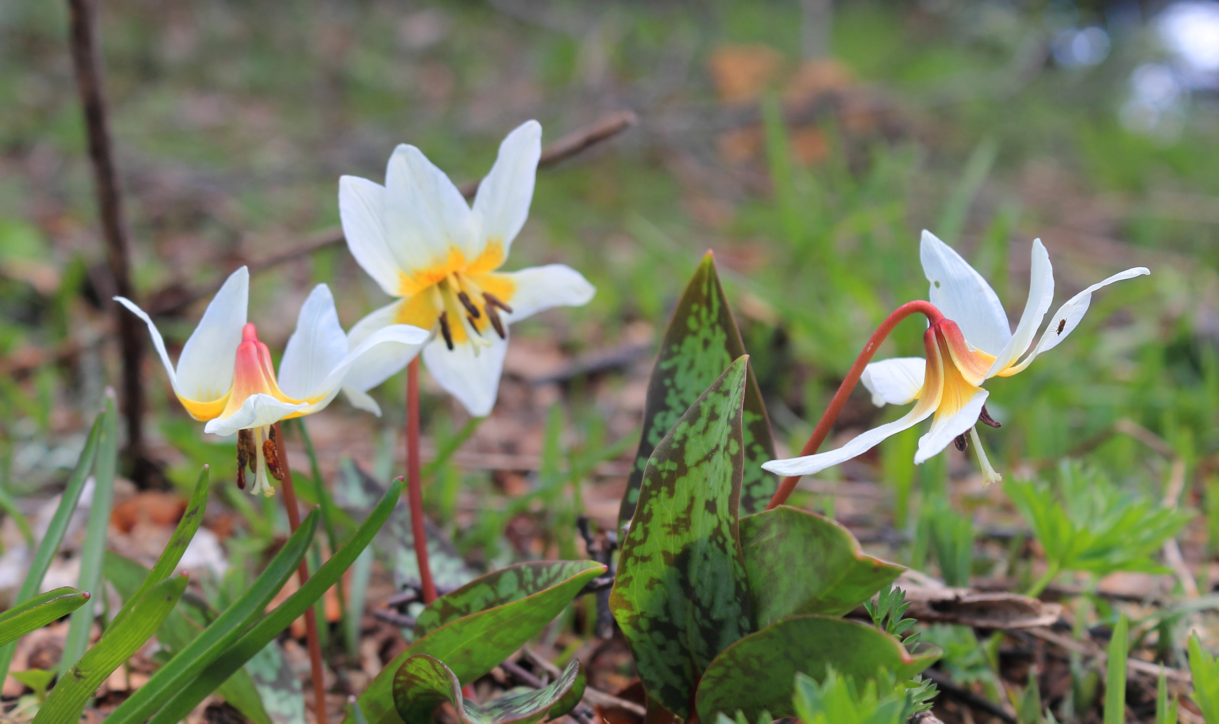 Una vista de cerca de tres flores silvestres blancas y amarillas con pétalos curvados y hojas verdes moteadas que crecen en el suelo del bosque.