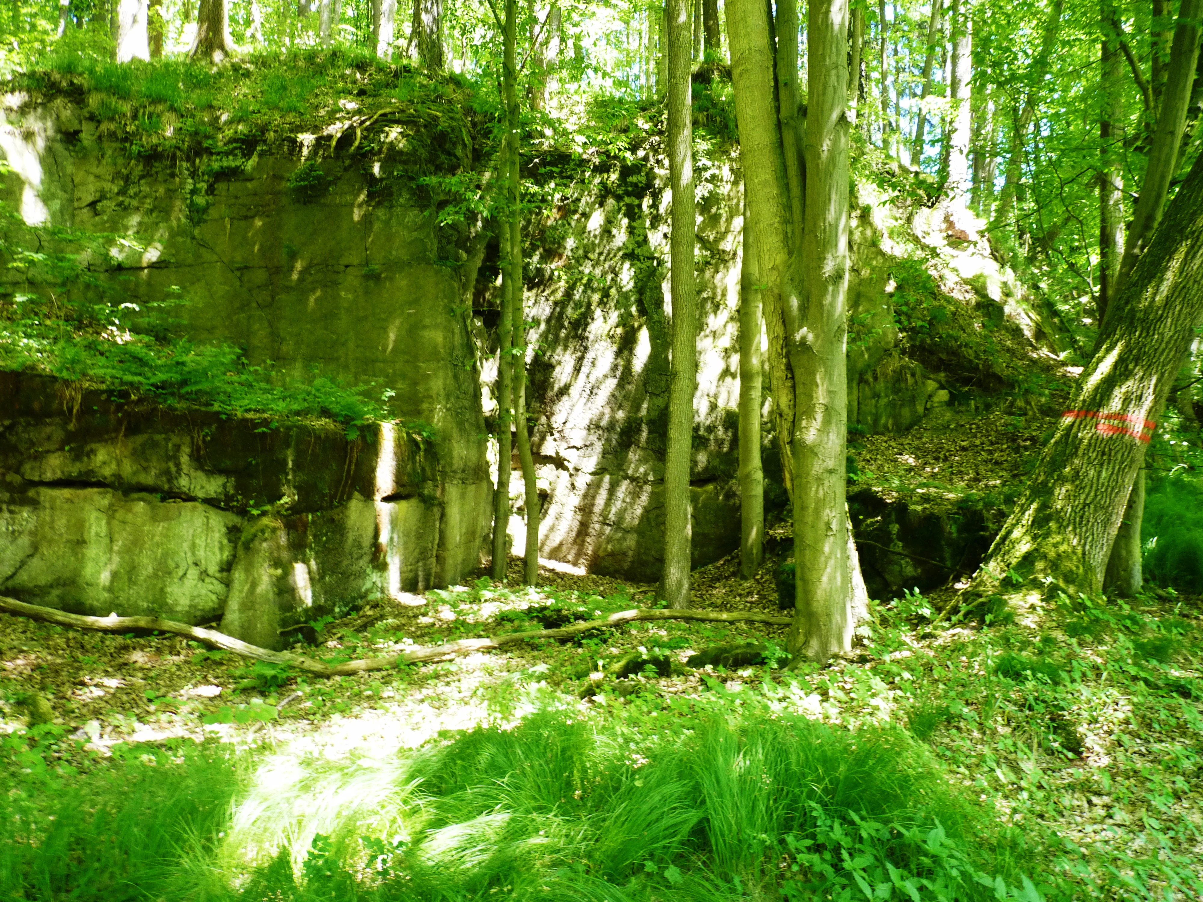 A forest scene featuring a large sandstone rock face surrounded by green trees and undergrowth, with dappled sunlight filtering through the canopy.