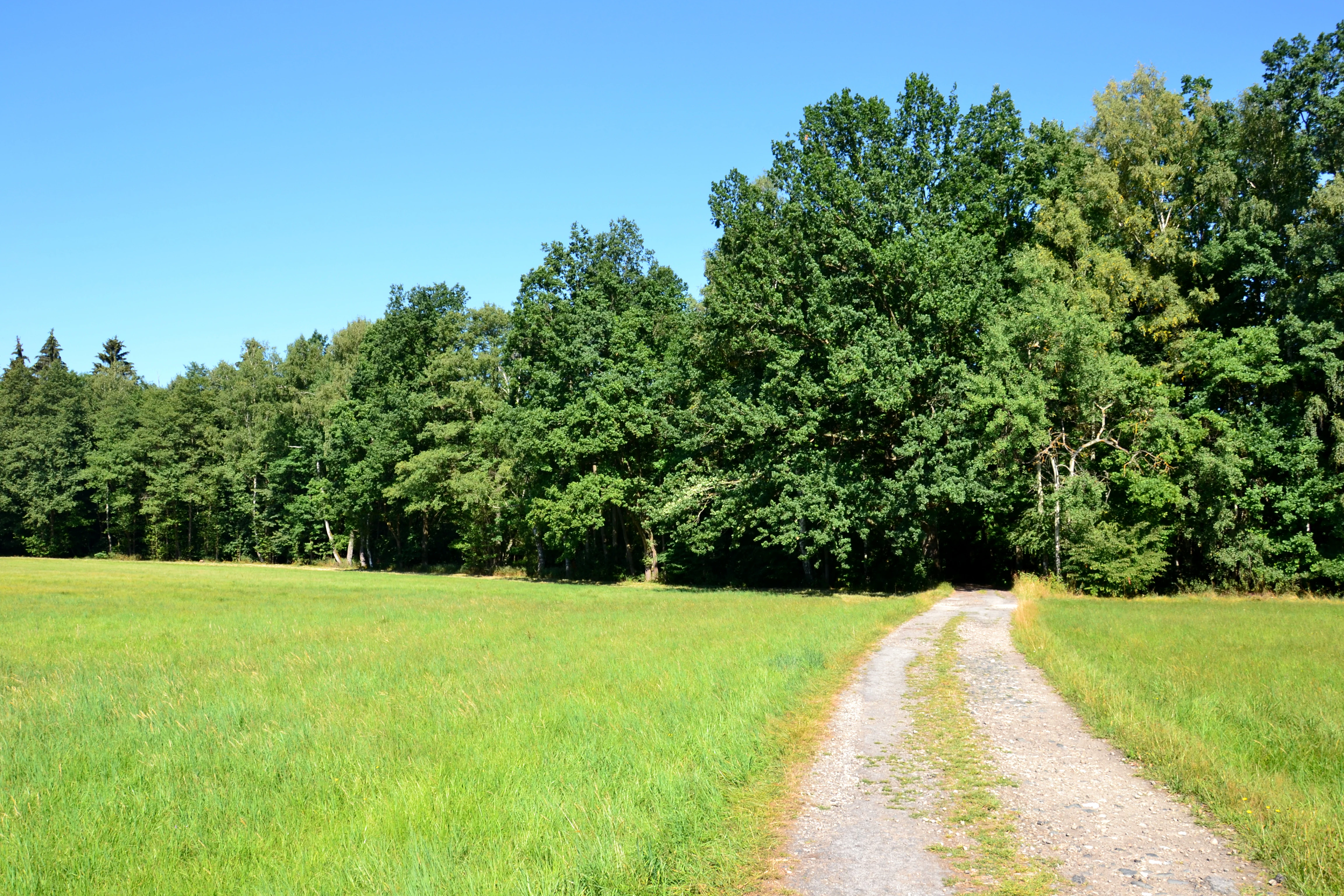 A green, grassy meadow with a dirt path leading toward a dense, green deciduous forest under a clear blue sky.