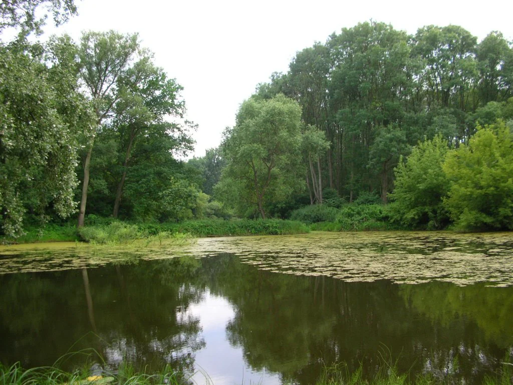 A calm, still pond with lily pads on the water surface, surrounded by lush green deciduous forest under an overcast sky.