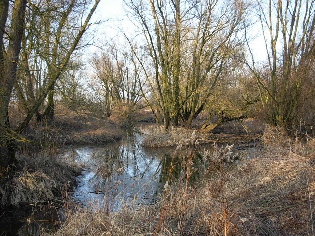 A calm, narrow waterway reflects bare-branched deciduous trees and early spring vegetation in a riparian forest setting.