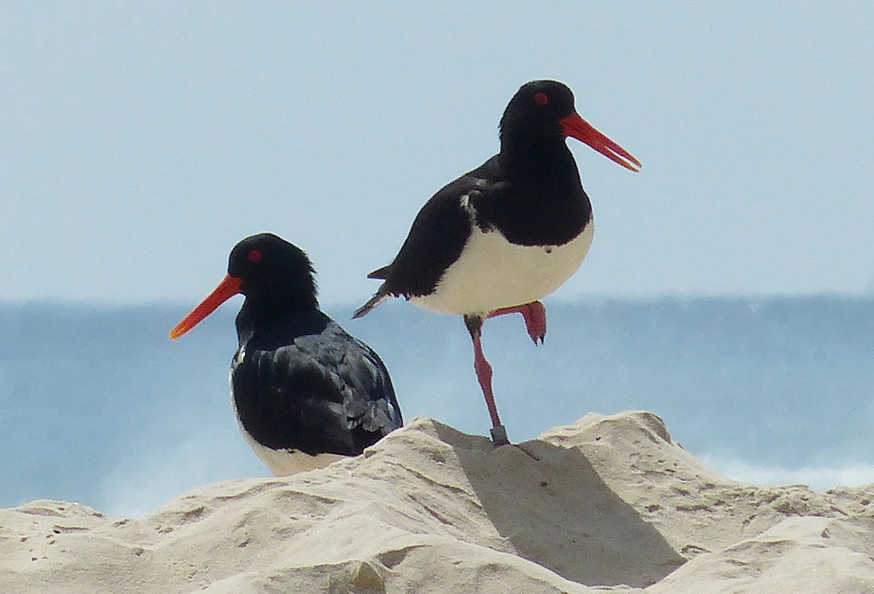 Dos ostreros píos australianos con plumas negras y blancas y picos de color naranja brillante, de pie sobre suelo arenoso con el océano al fondo.
