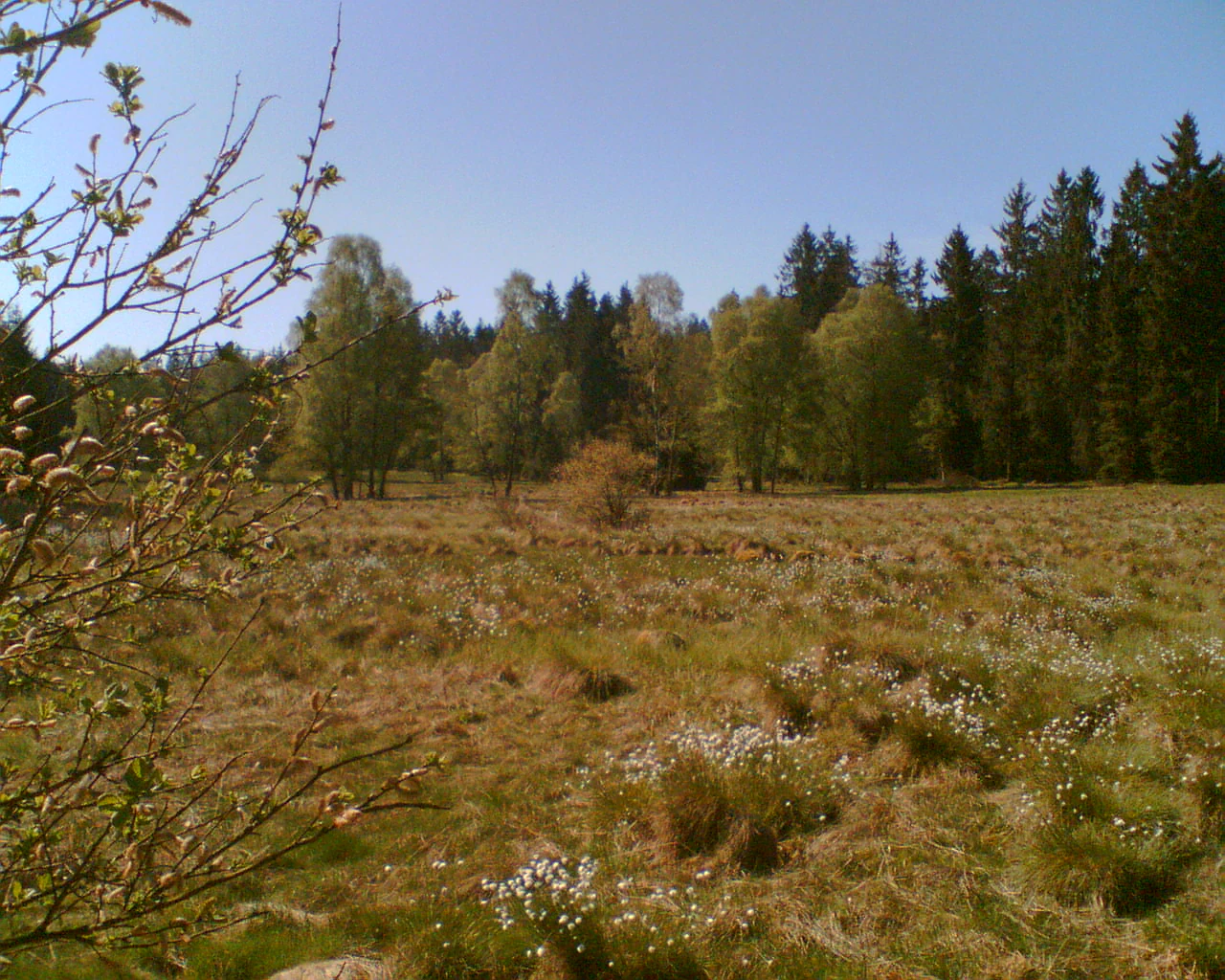 Una vista amplia a nivel de los ojos de un paisaje de páramo bajo un cielo despejado, con plantas de flores blancas dispersas en primer plano y una densa línea de bosque al fondo.