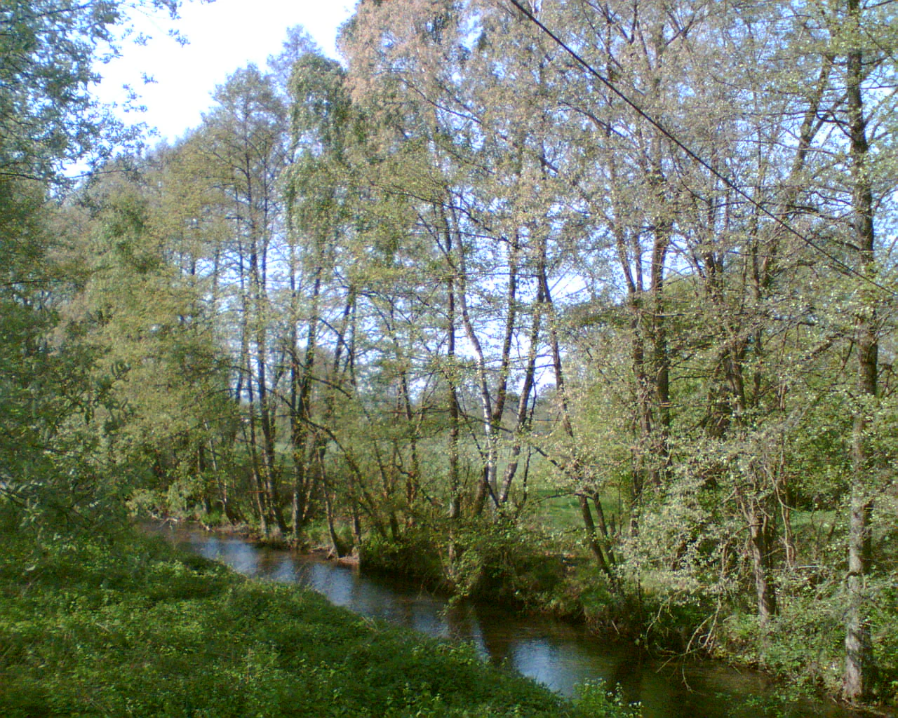 Un río estrecho y tranquilo que fluye a través de un bosque caducifolio con follaje verde claro y orillas cubiertas de hierba.