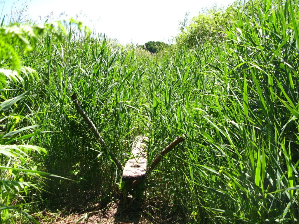 Una pasarela de tablones de madera baja y desgastada que atraviesa juncos altos y verdes y densos en un paisaje de humedal.