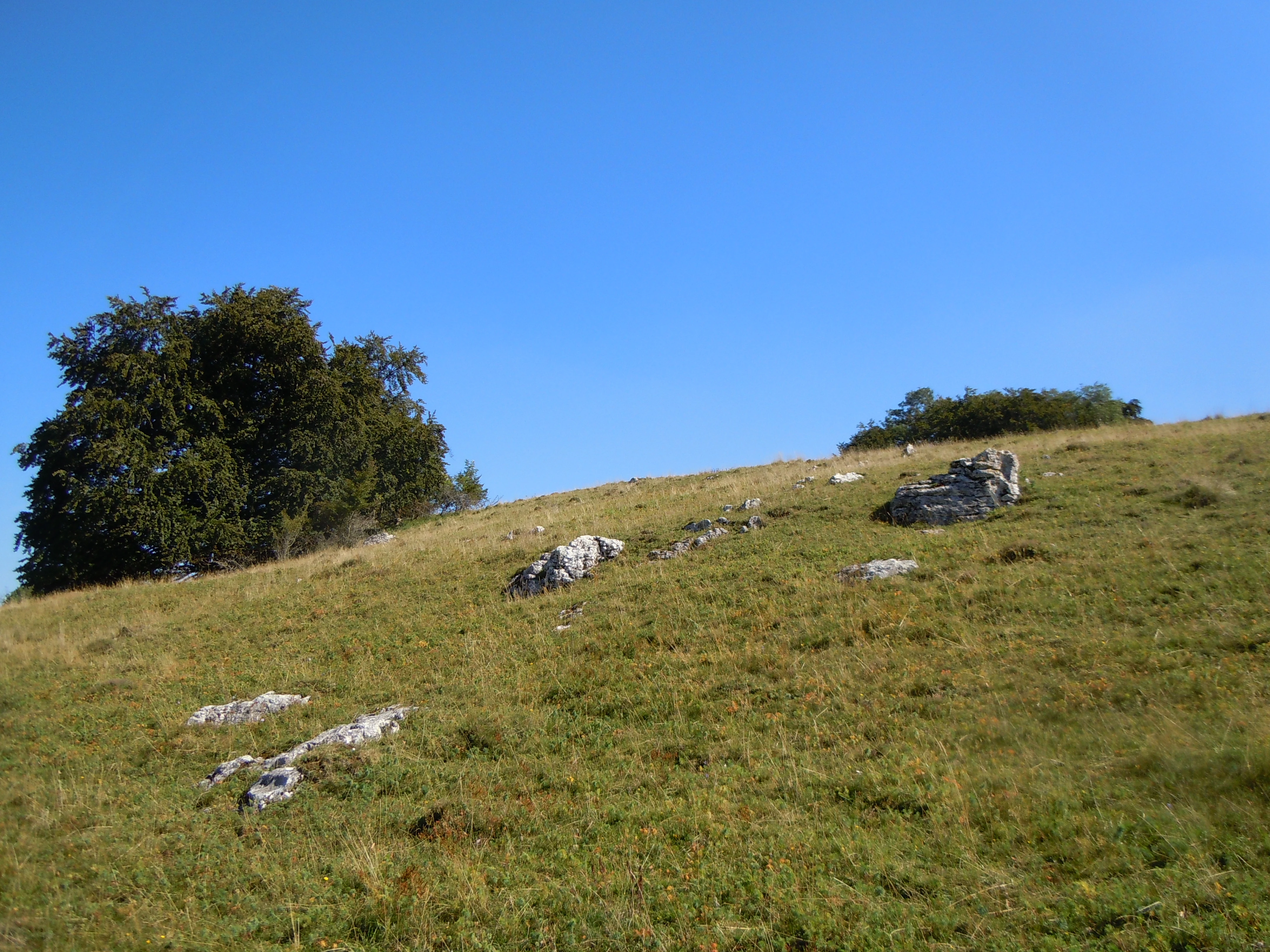 A gentle grassy hill slope under a clear blue sky, featuring a large leafy tree on the left and several prominent grey limestone rock outcrops scattered across the meadow.