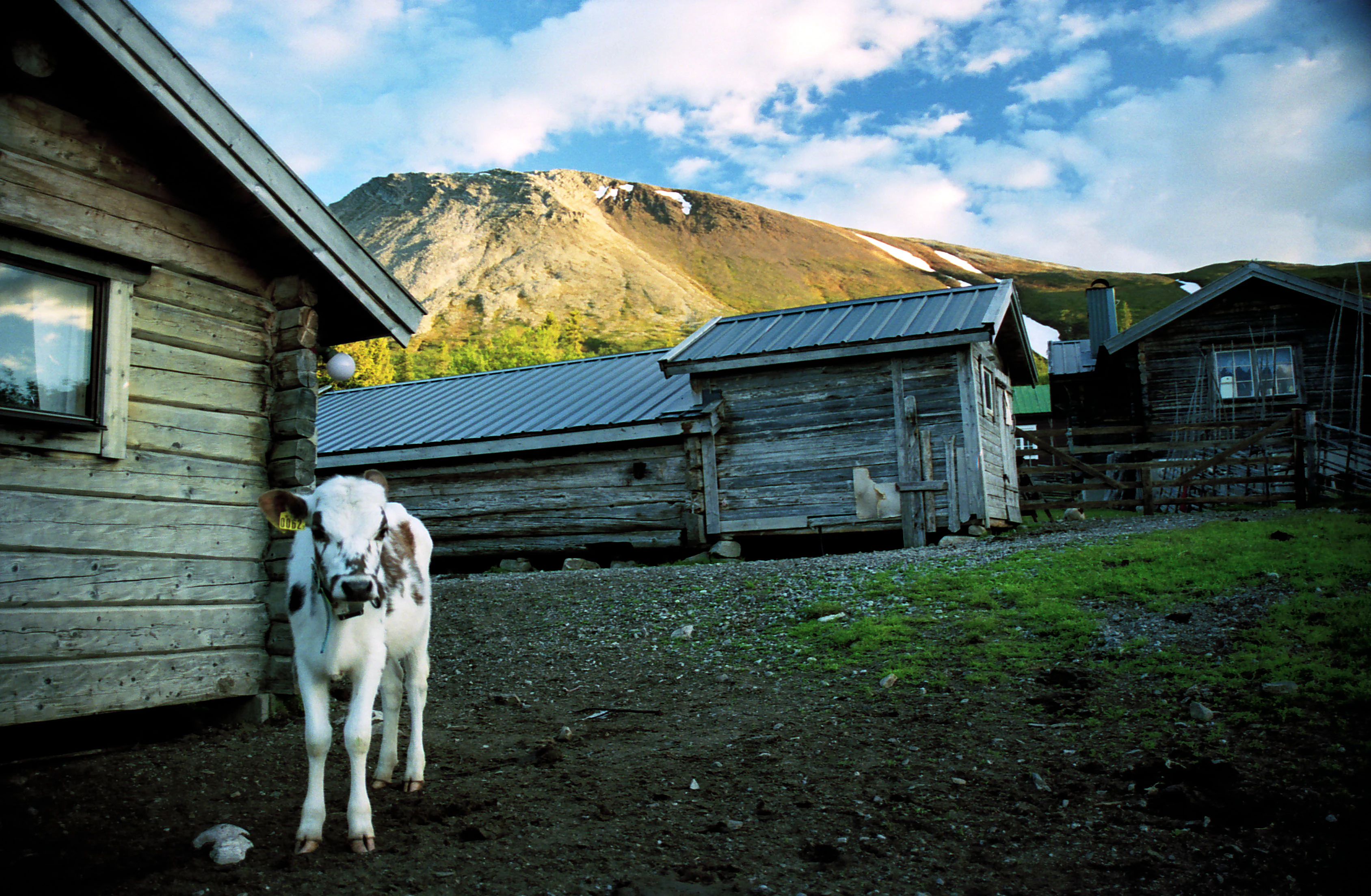White cow standing in front of weathered wooden hut with stone chimney, set against mountains and partly cloudy sky.