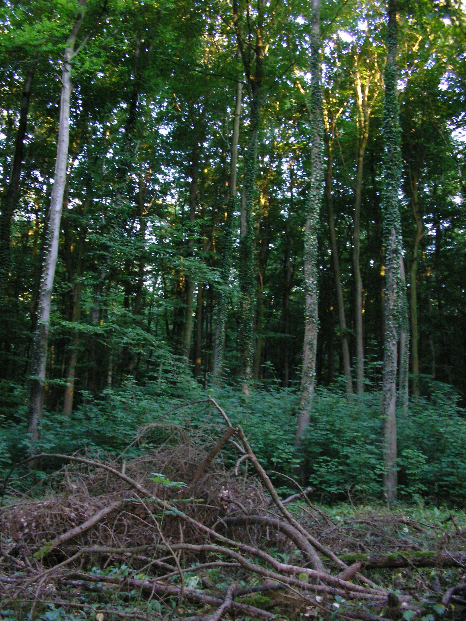 A view inside a dense, green deciduous forest with tall tree trunks covered in climbing ivy, and scattered deadwood in the foreground.