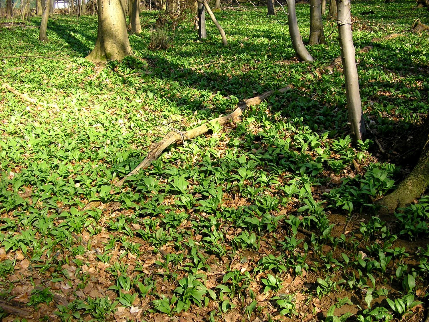 A forest floor covered in green wild garlic plants with scattered fallen leaves, set among several mature tree trunks.