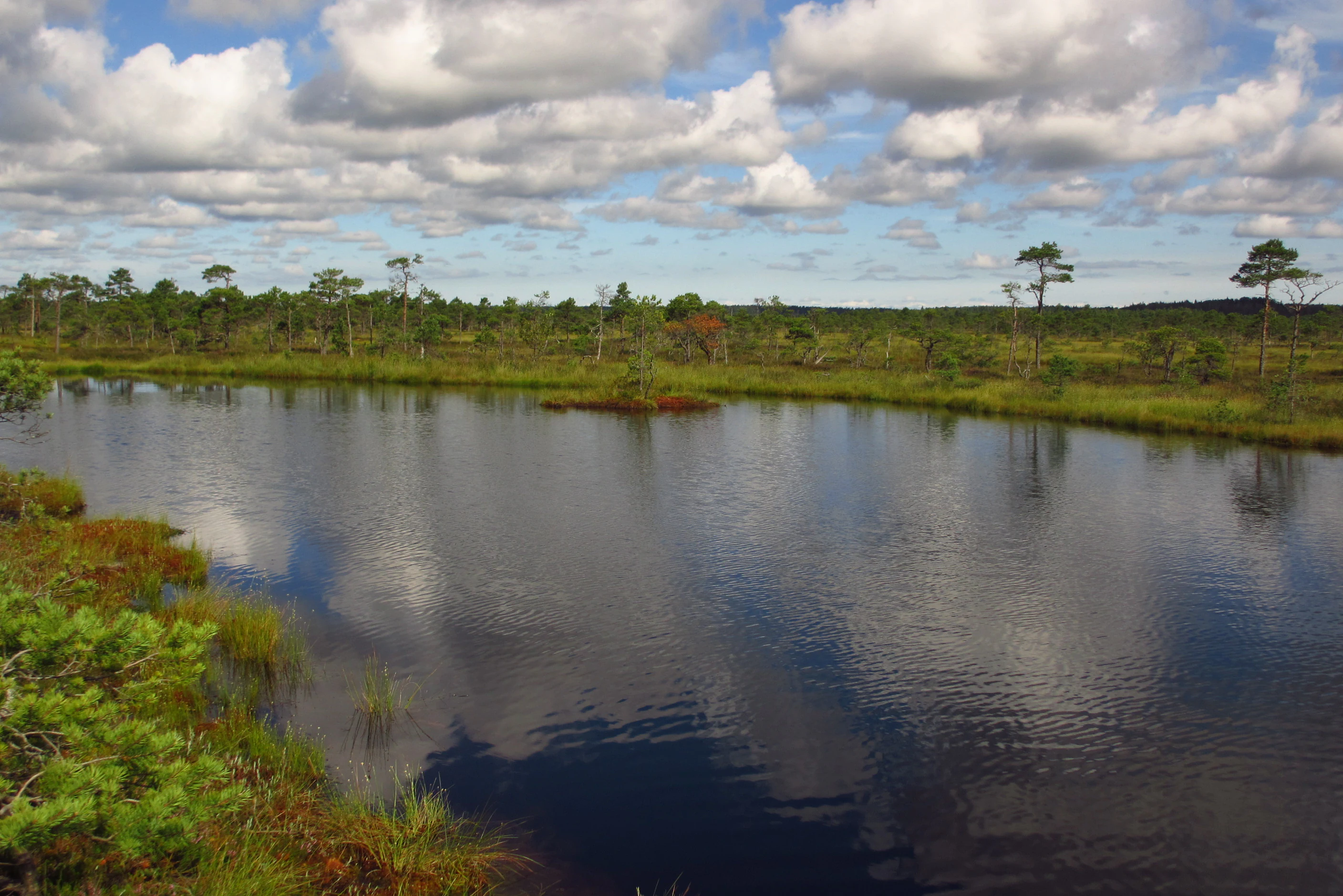 A calm body of water reflecting clouds and sky, bordered by green vegetation and trees in a wetland landscape