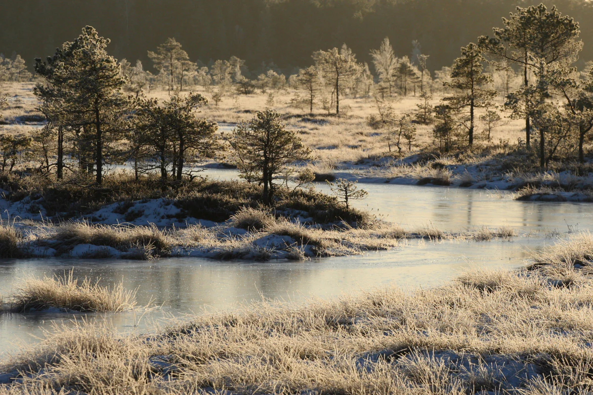 Frost-covered grassy wetland with calm water and scattered pine trees under clear sky.