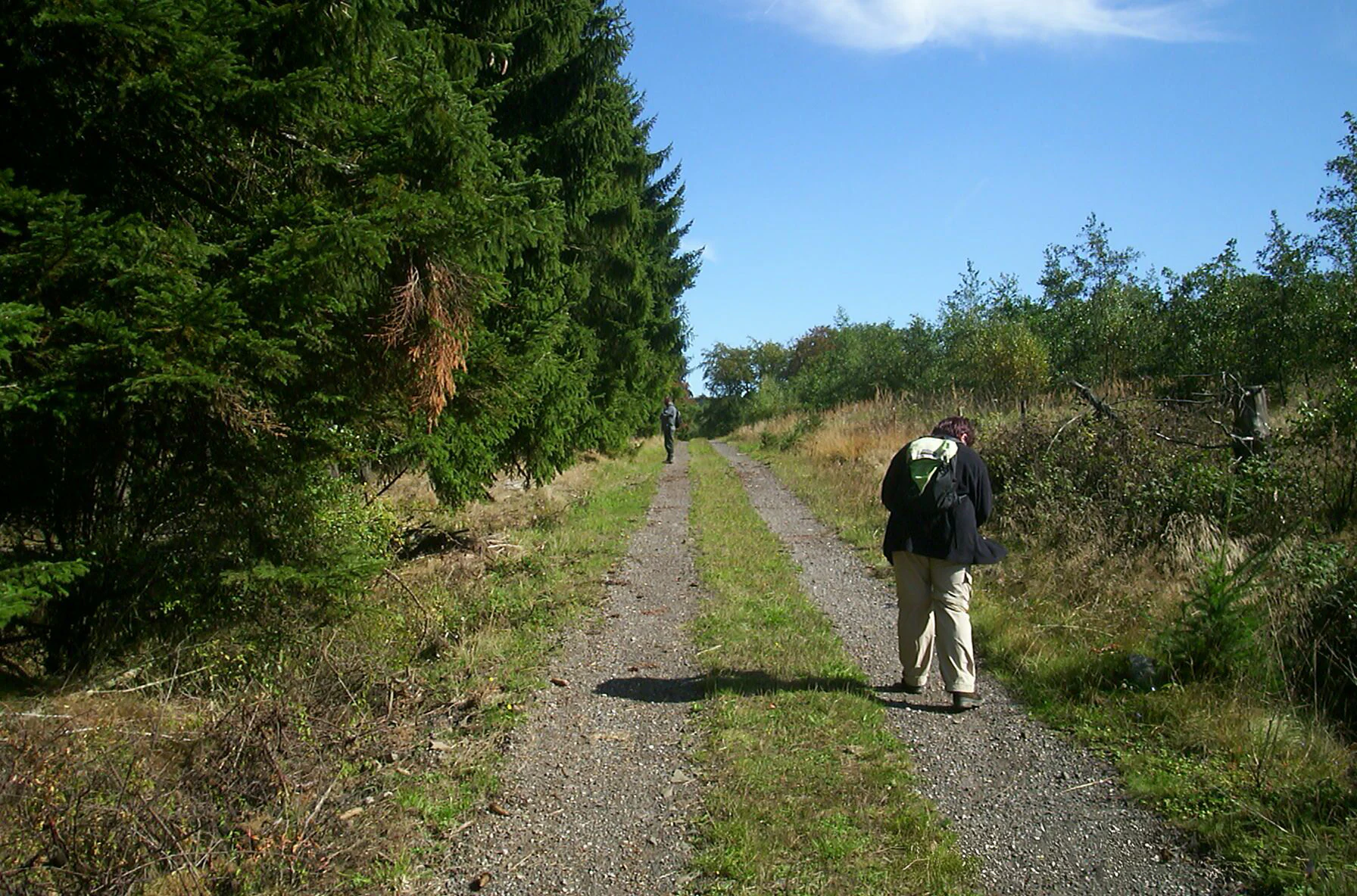 A hiker with a backpack walks away from the camera along a gravel path bordered by a dense evergreen forest on the left and sparse scrub on the right.