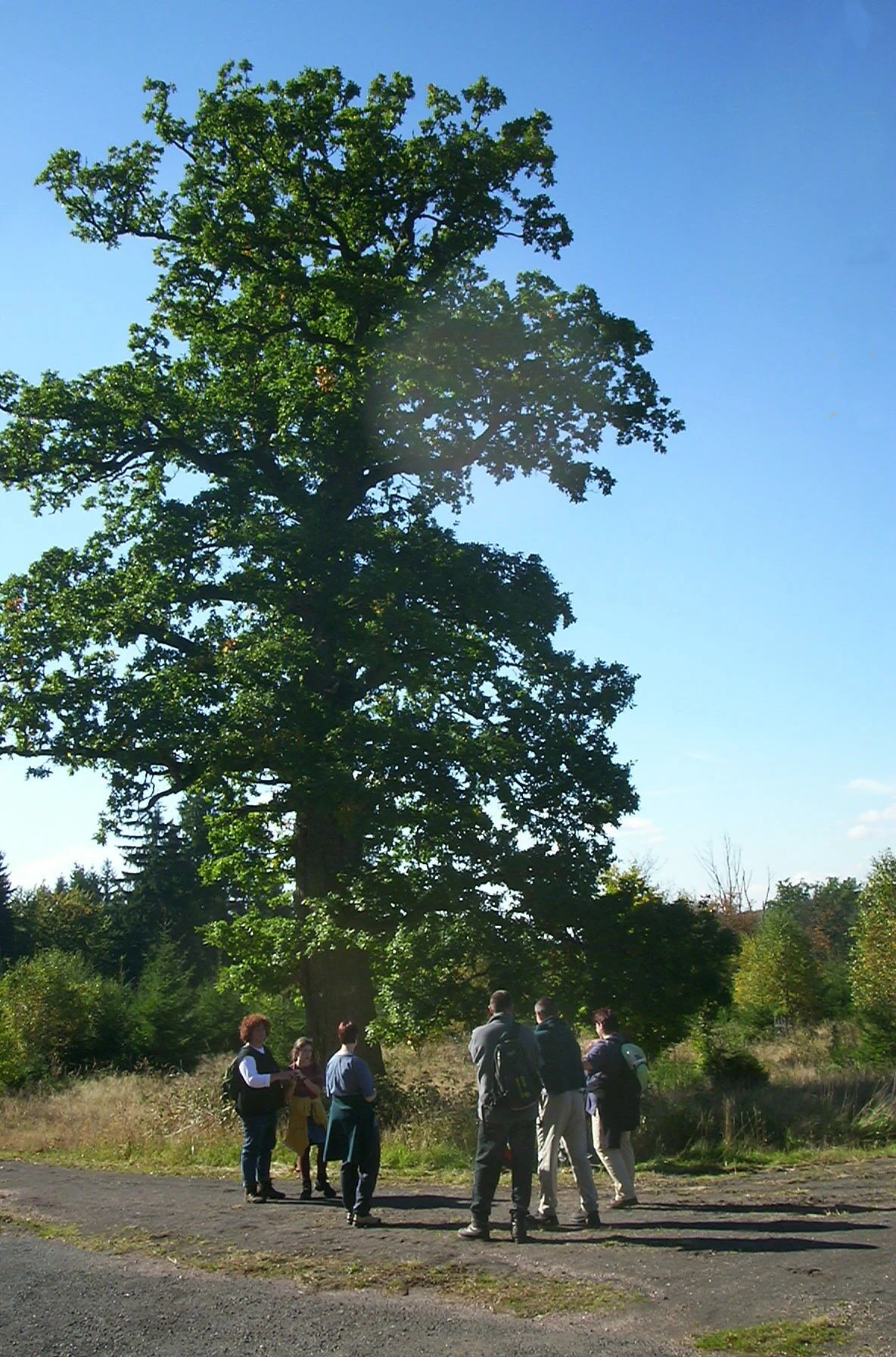 A large, mature oak tree stands in a clearing with a group of hikers gathered at its base on a sunny day.