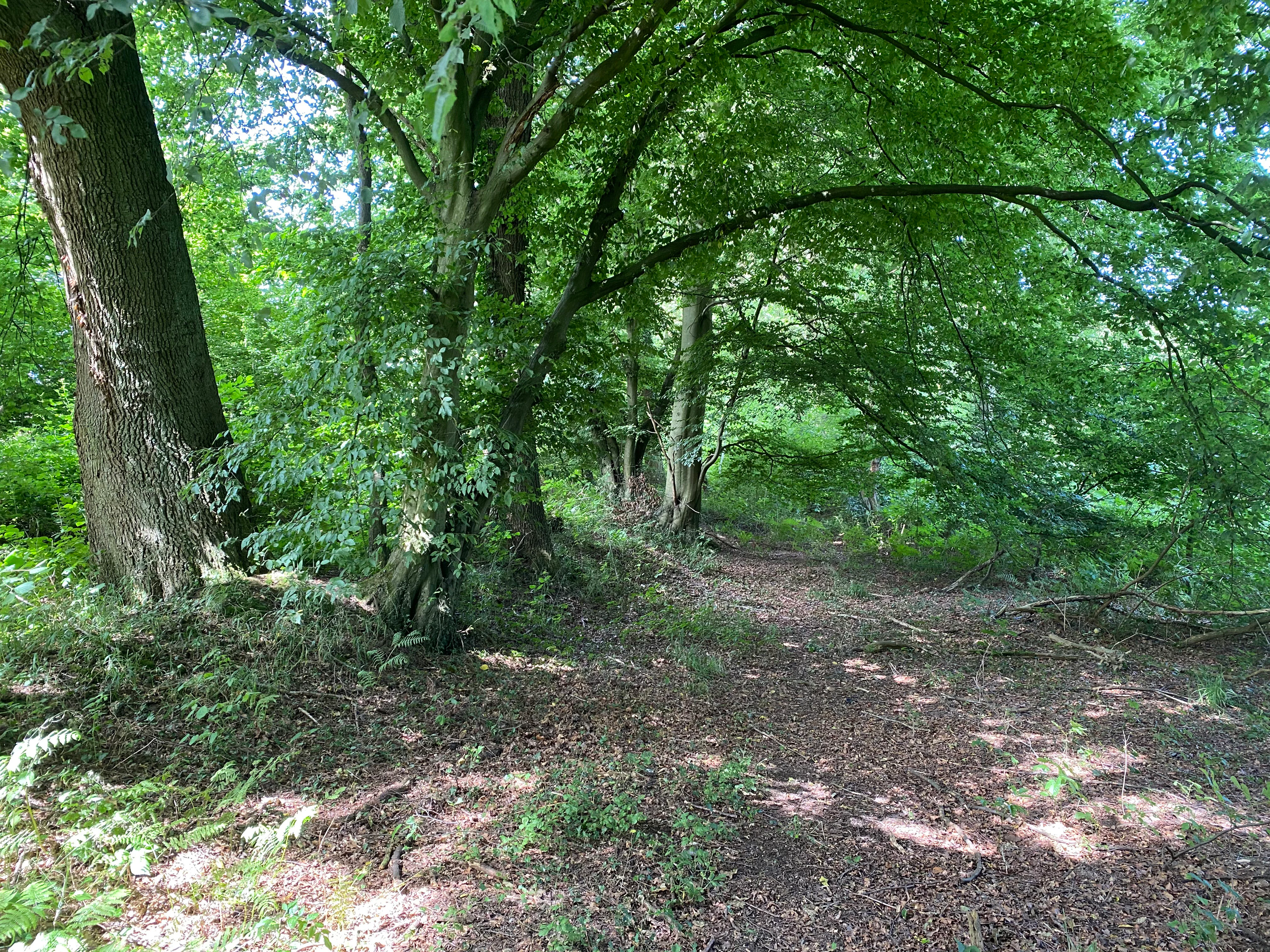 A dirt trail winds through a dense, green forest with mature, broad-leafed trees casting dappled shade over the ground.