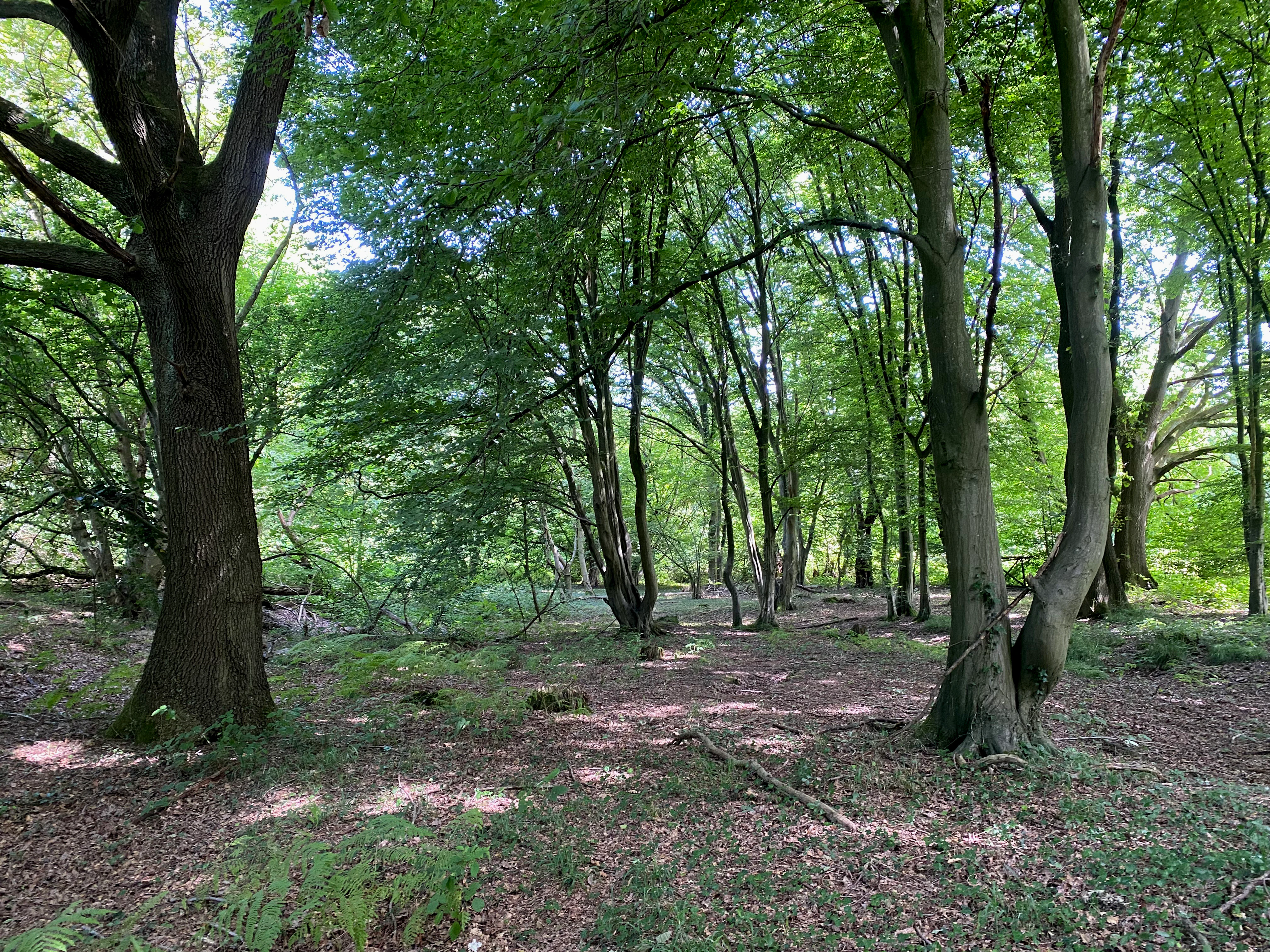 A view into a lush green forest with large mature trees and a forest floor covered in scattered leaves.