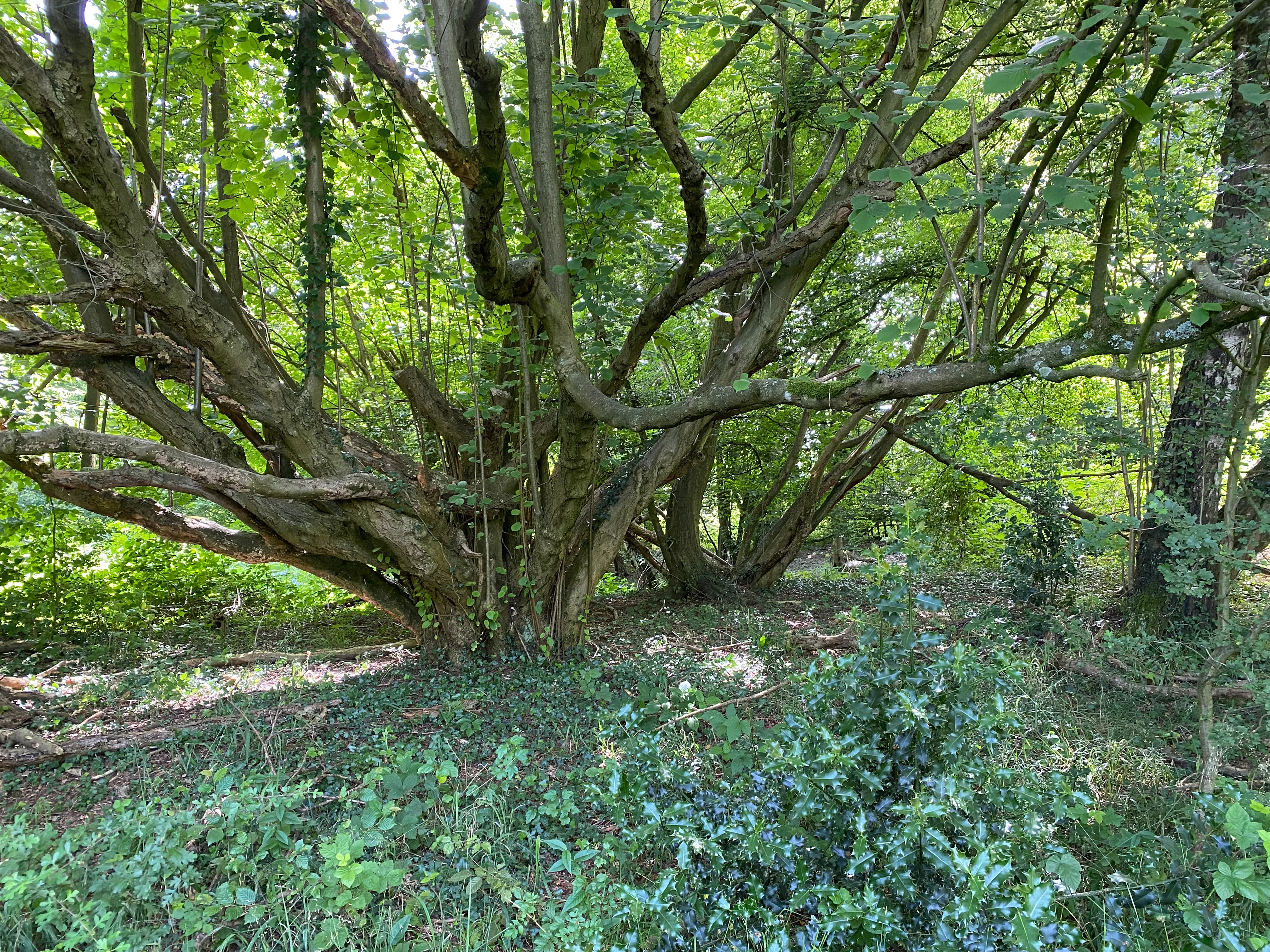 A large, multi-trunked tree with many spreading branches stands in a lush green forest, with ground covered in low-lying vegetation.