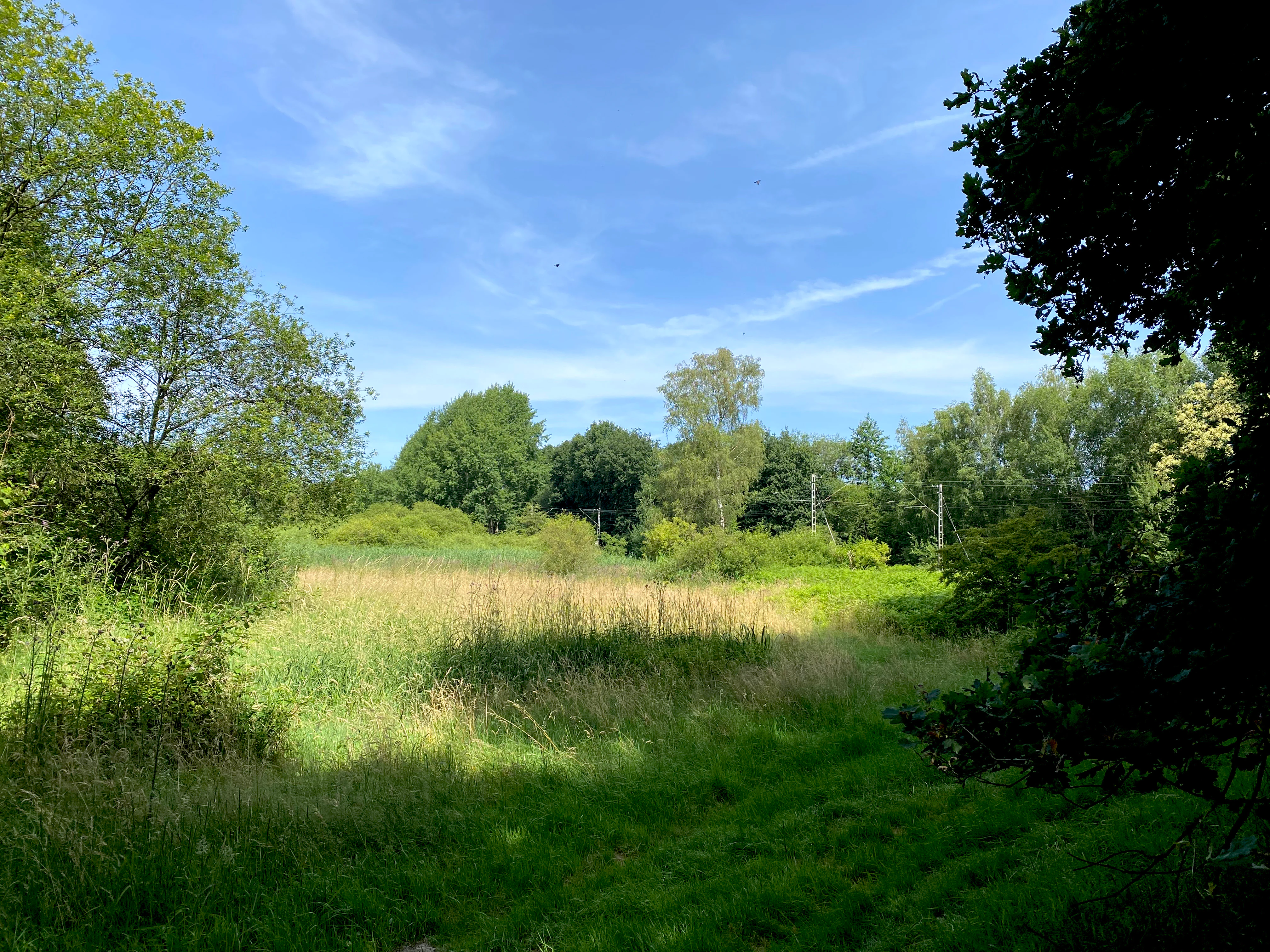 A sunny summer view of a grassy meadow and reed bed surrounded by deciduous trees in a nature reserve.