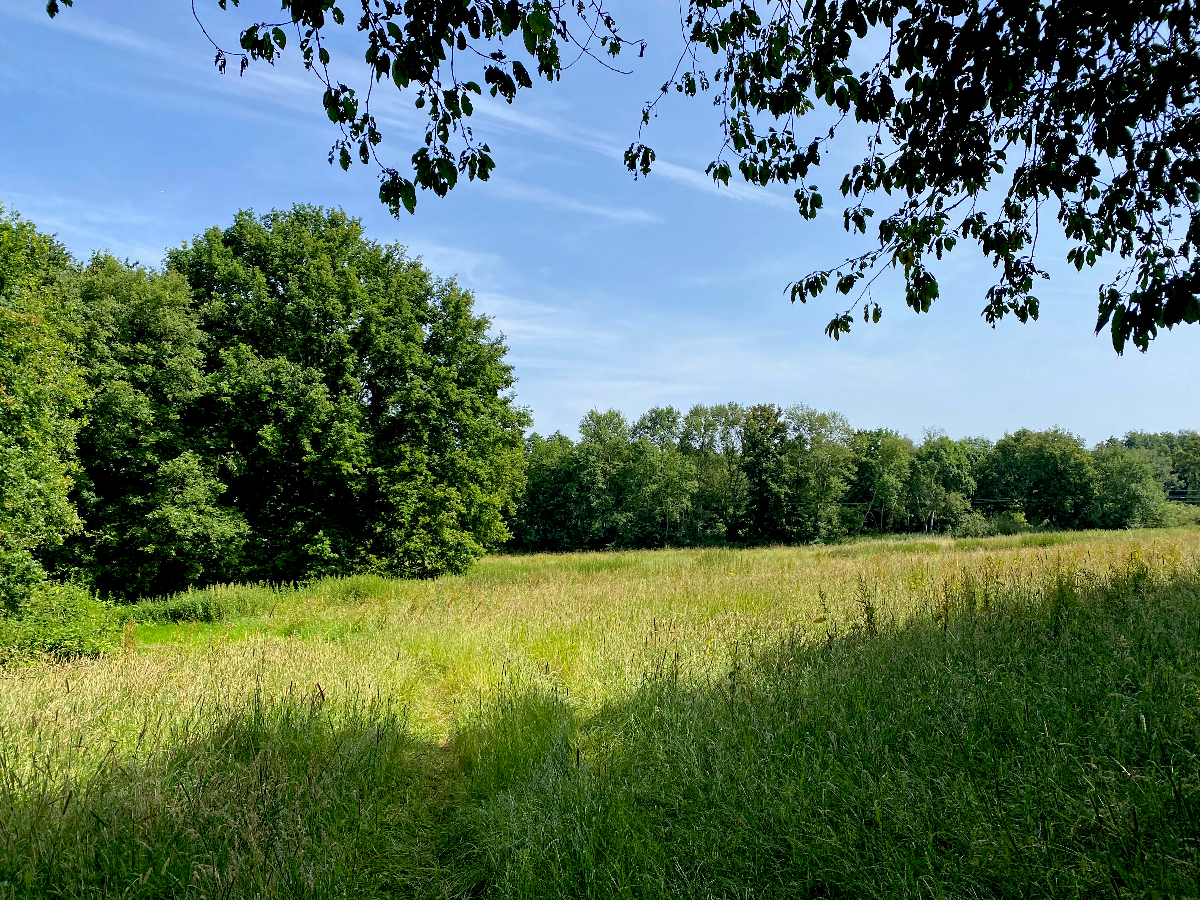 A wide, sunlit meadow filled with tall grasses bordered by a dense line of mature green deciduous trees under a clear blue sky, with overhanging tree branches in the foreground.