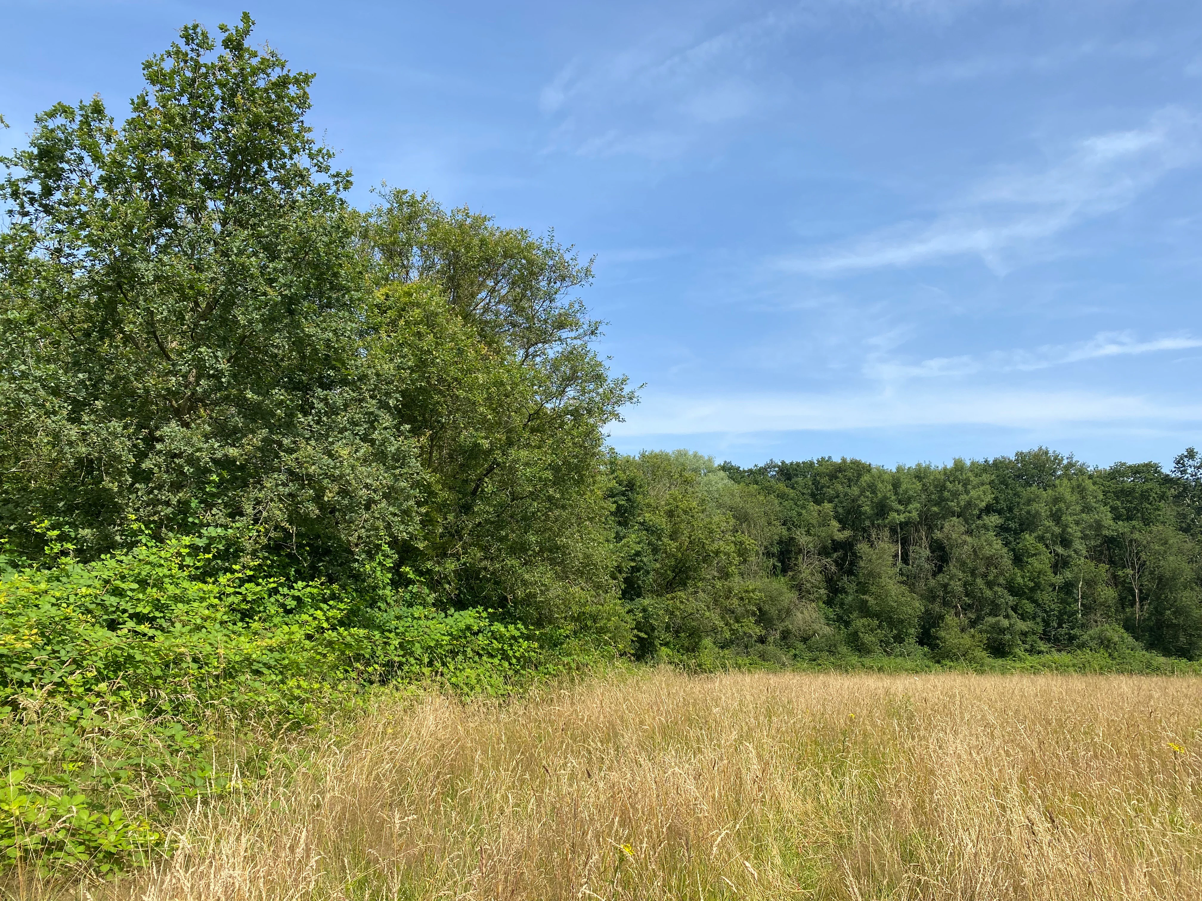 A wide meadow of tall, dried grasses bordered by dense green trees and shrubs under a clear blue sky.