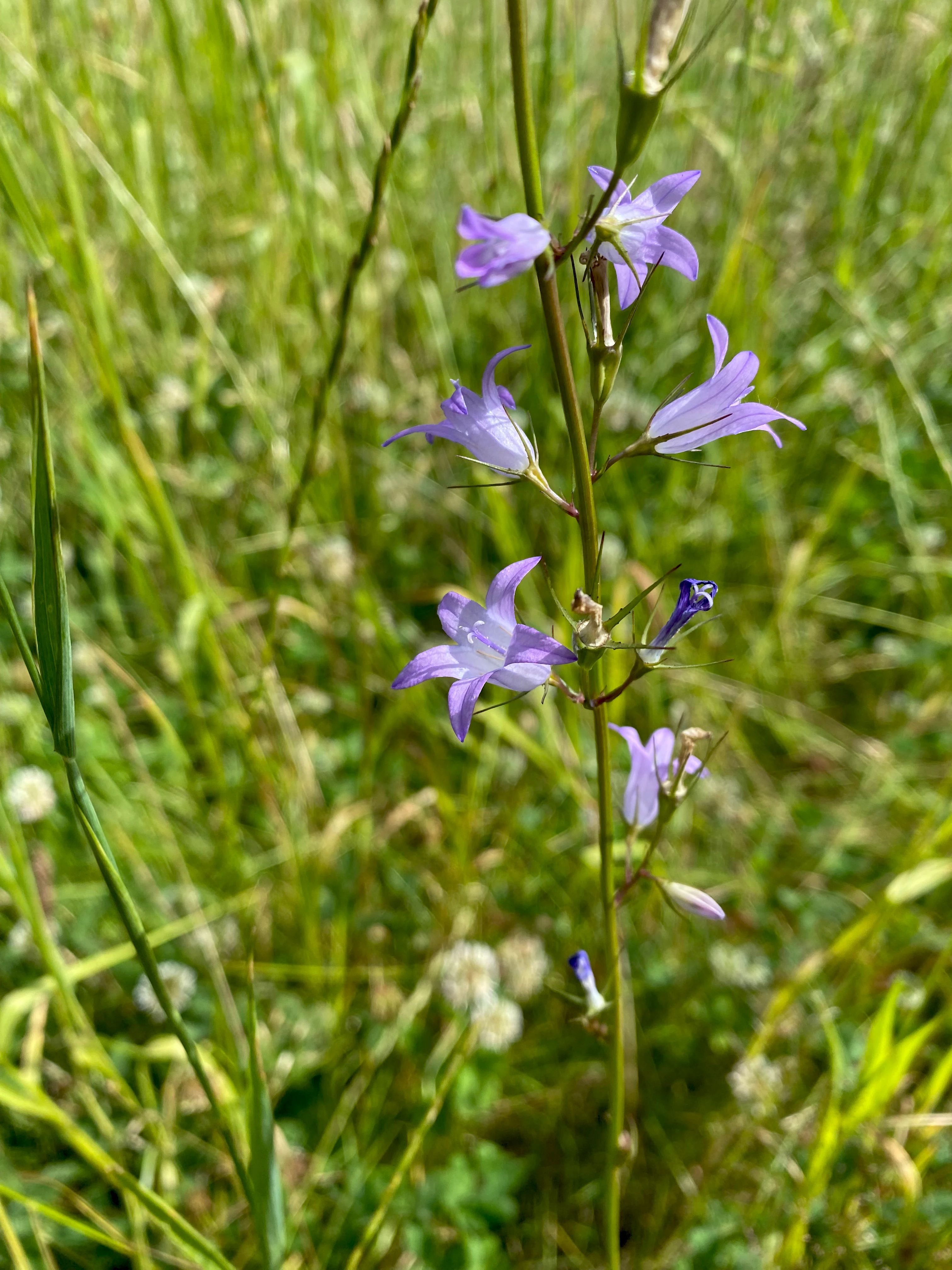 A tall, slender Rampion bellflower plant with delicate, light purple, star-shaped flowers and pointed buds growing in a lush green meadow.