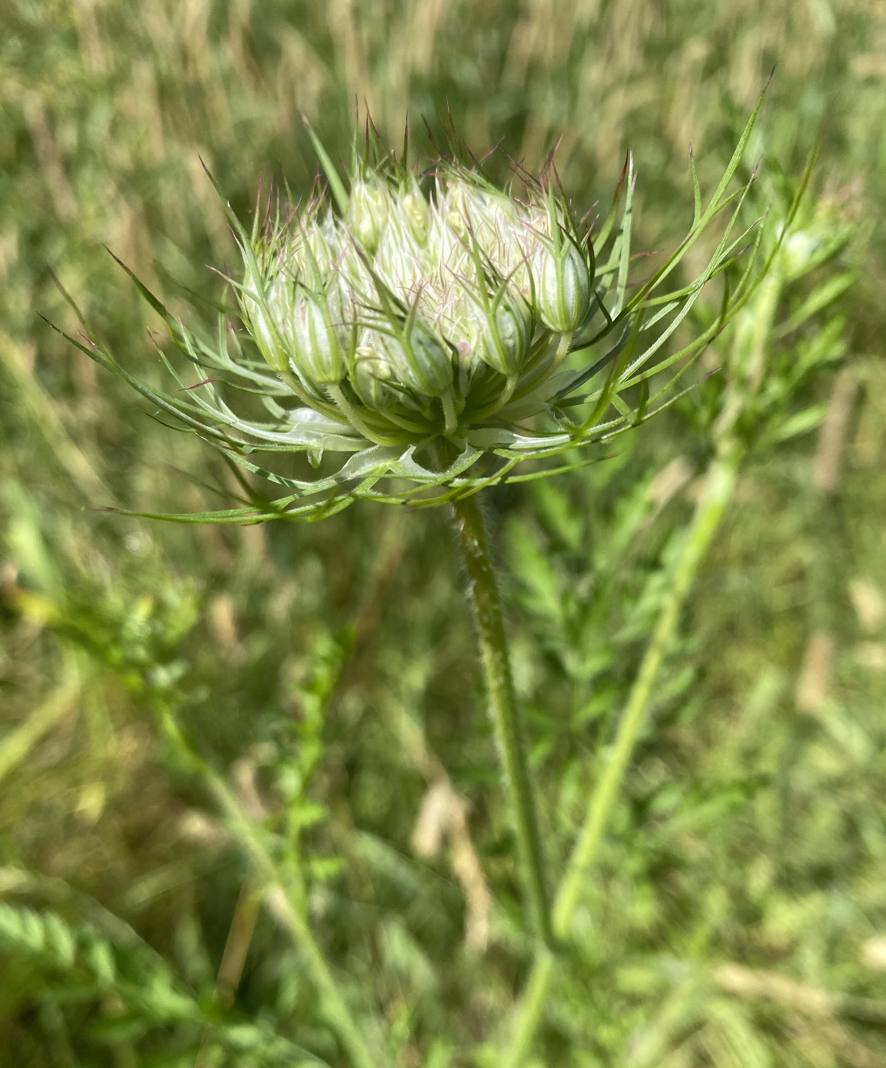 A close up of a spiky, unopened flower bud of a wild carrot plant, showing intricate green bracts and pale flower heads set against a blurred green meadow background.