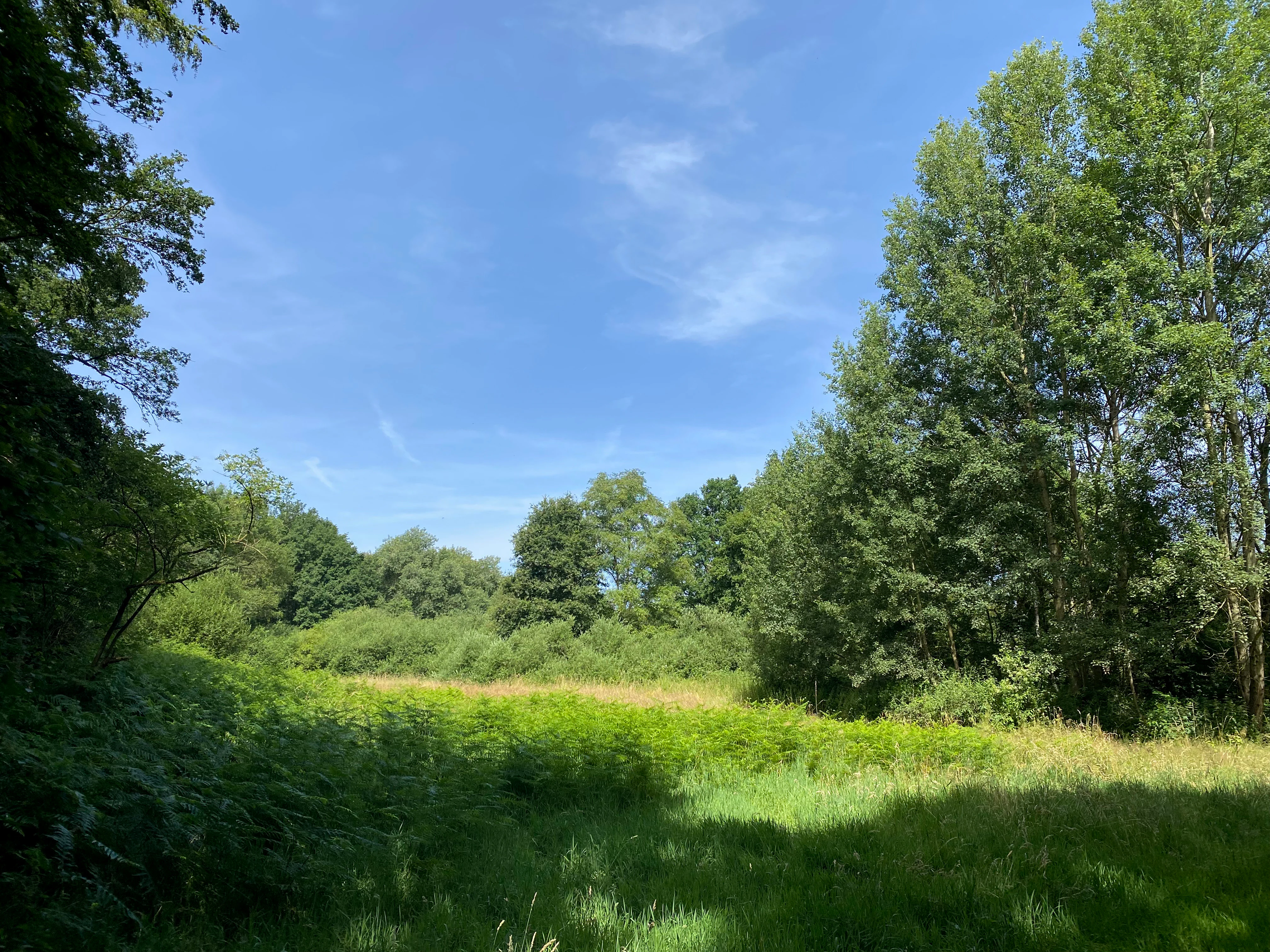 A sunny summer view of a grassy meadow bordered by dense green trees and shrubs in the Southerberg nature reserve.