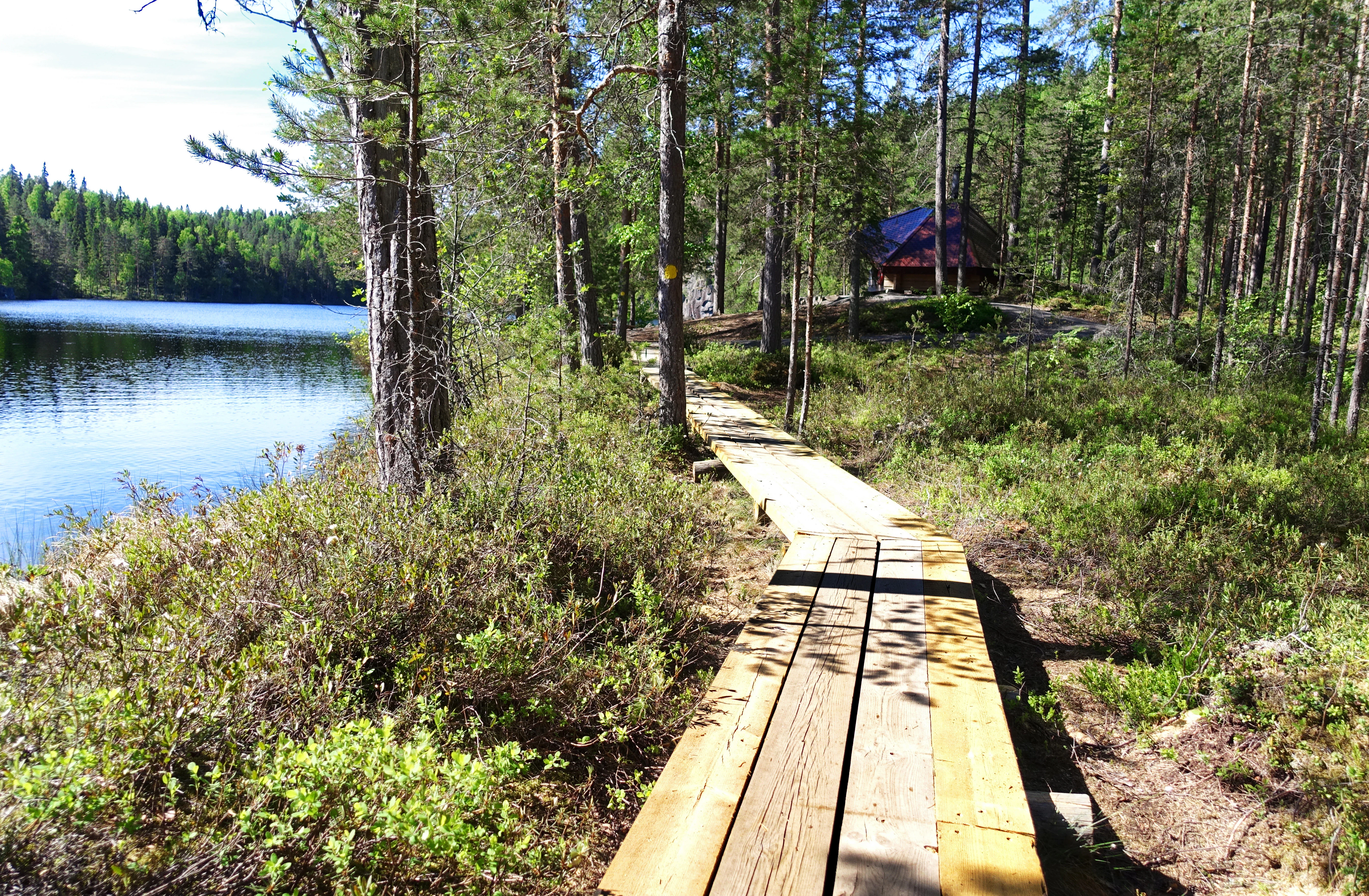 Wooden duckboards on a forest trail by a lake, surrounded by trees and greenery