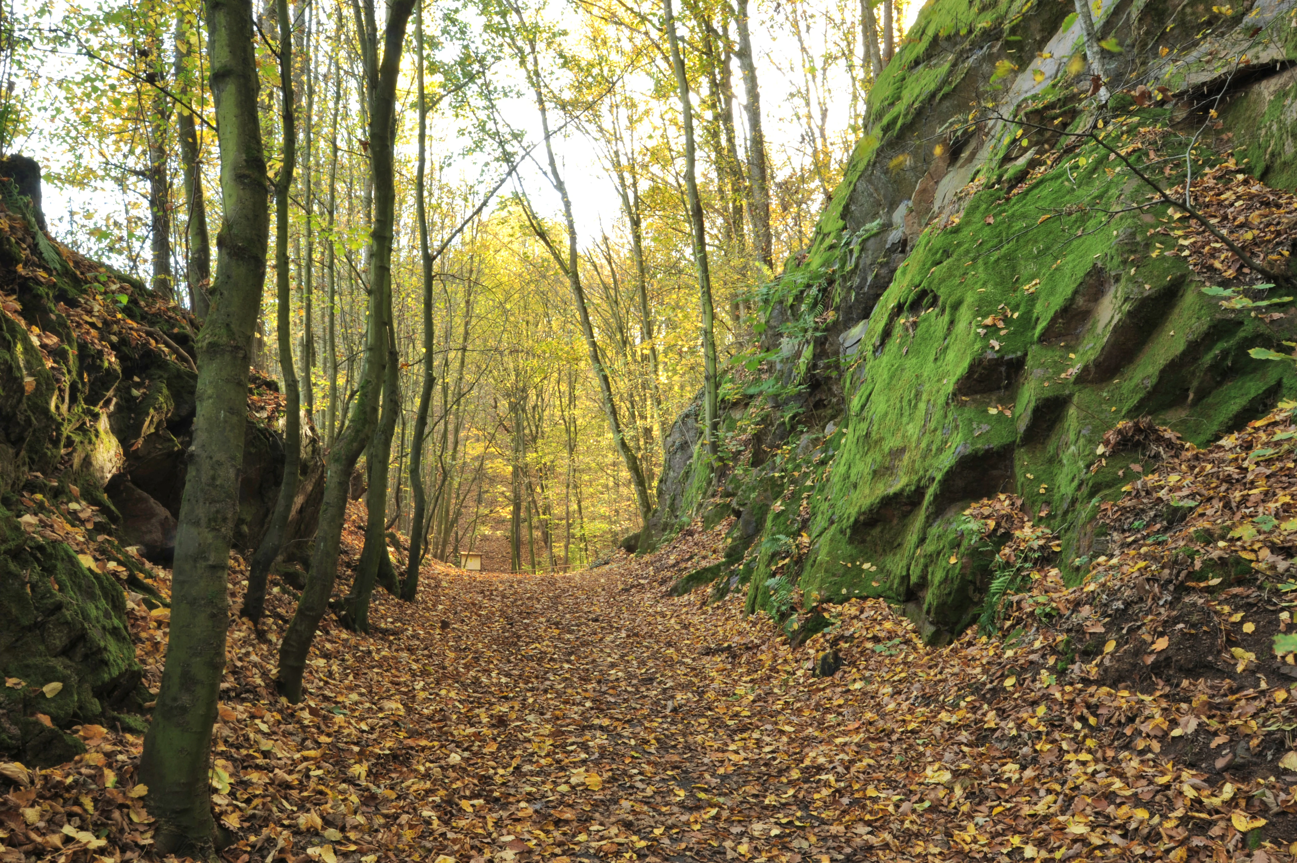 A dirt hiking trail covered in autumn leaves leads through a wooded gorge flanked by tall, moss-covered sandstone cliffs.