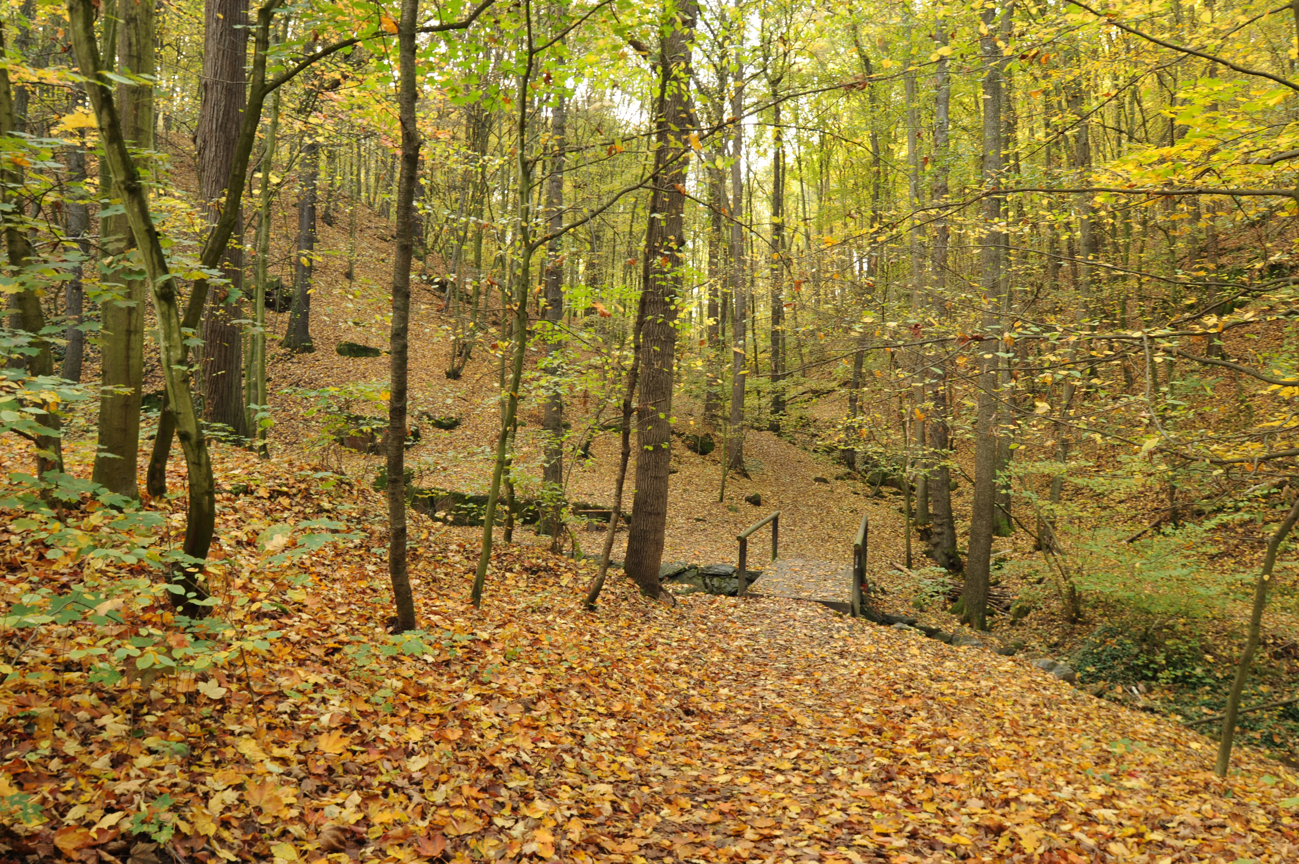 A forest path covered in fallen autumn leaves leads to a small footbridge over a stream in a wooded valley.