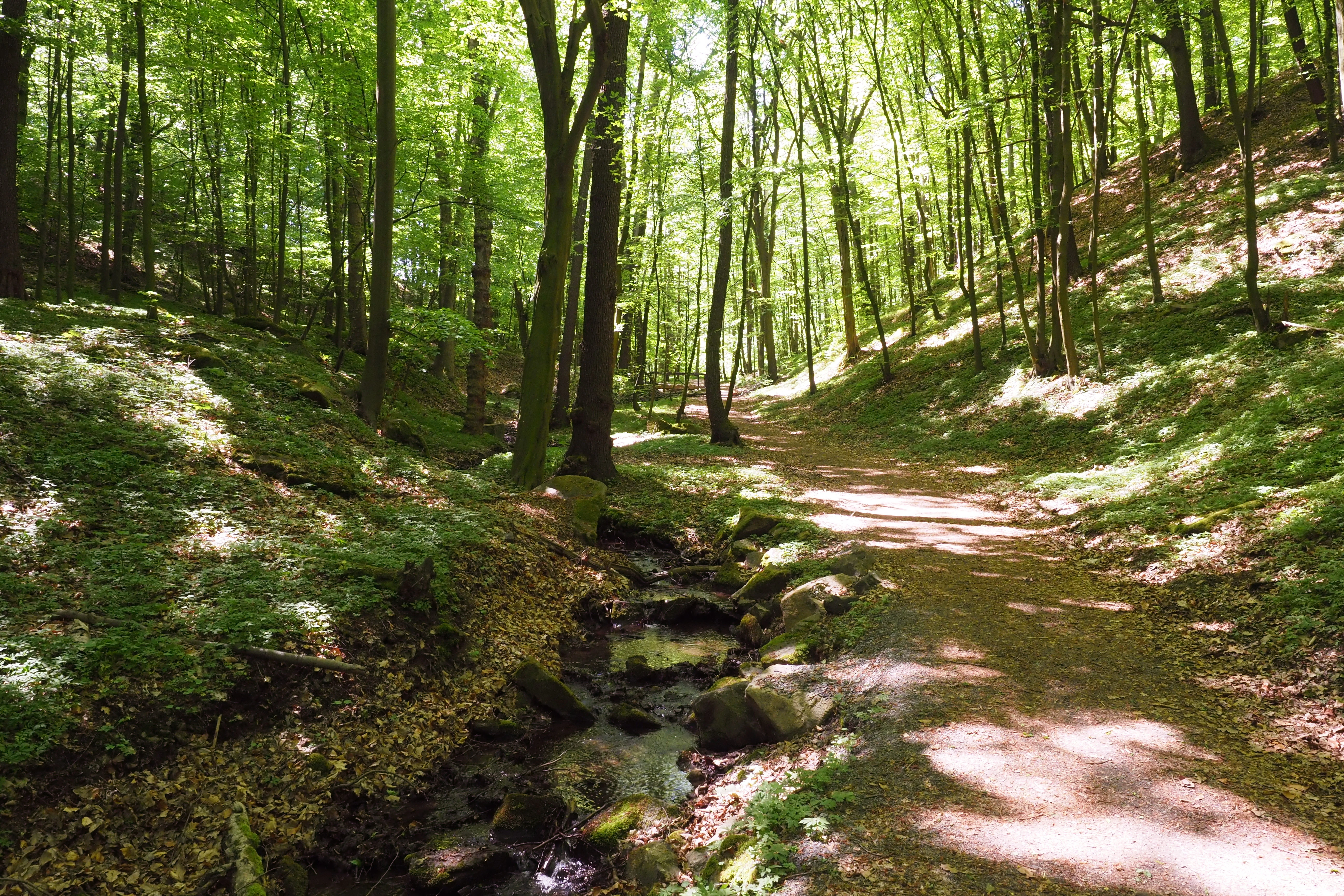 A dirt hiking path running alongside a small, shallow stream through a sunlit, green forest with tall deciduous trees.