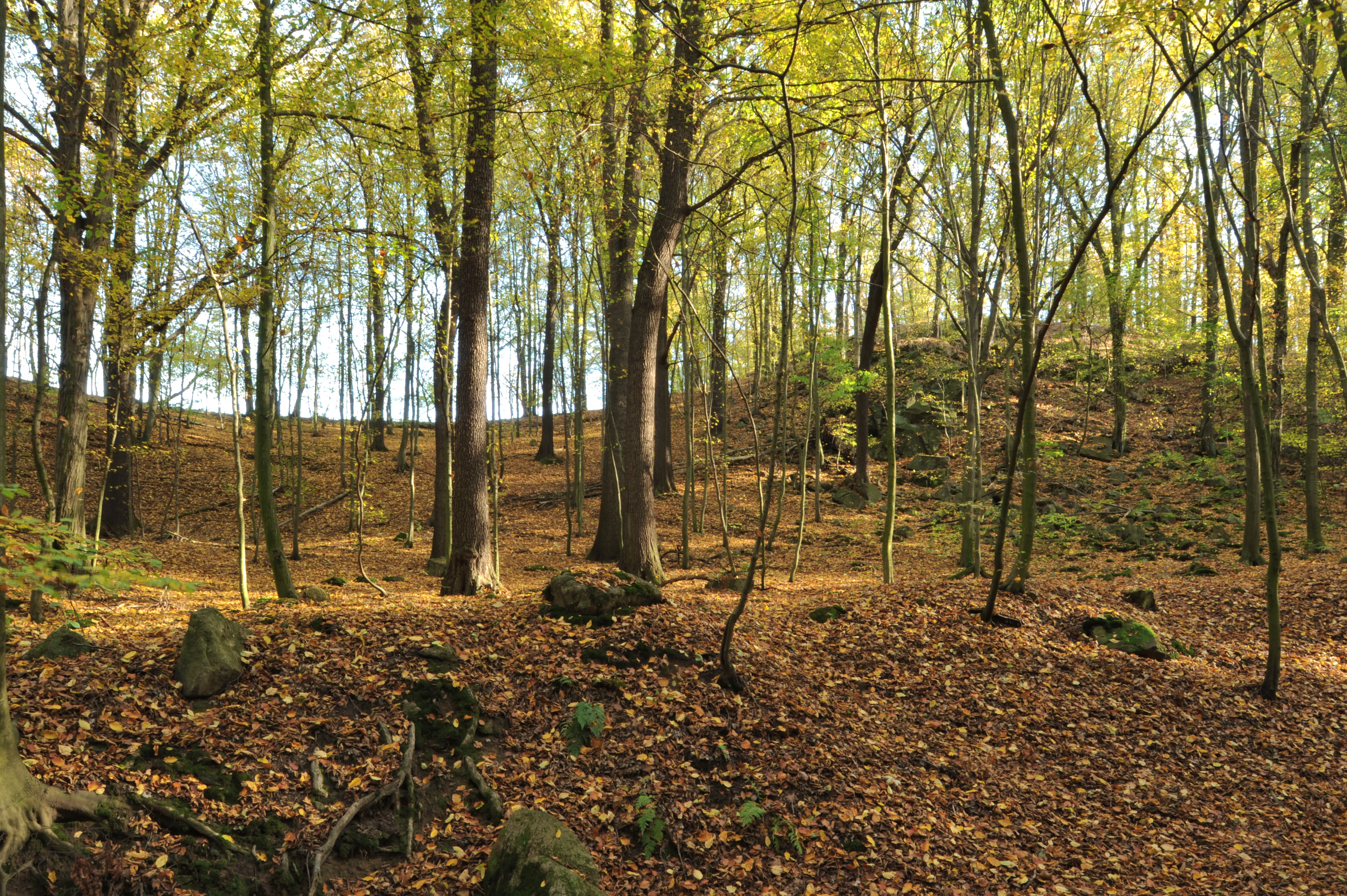 A forest floor covered in fallen autumn leaves with scattered rocks and boulders under a canopy of yellowing trees.