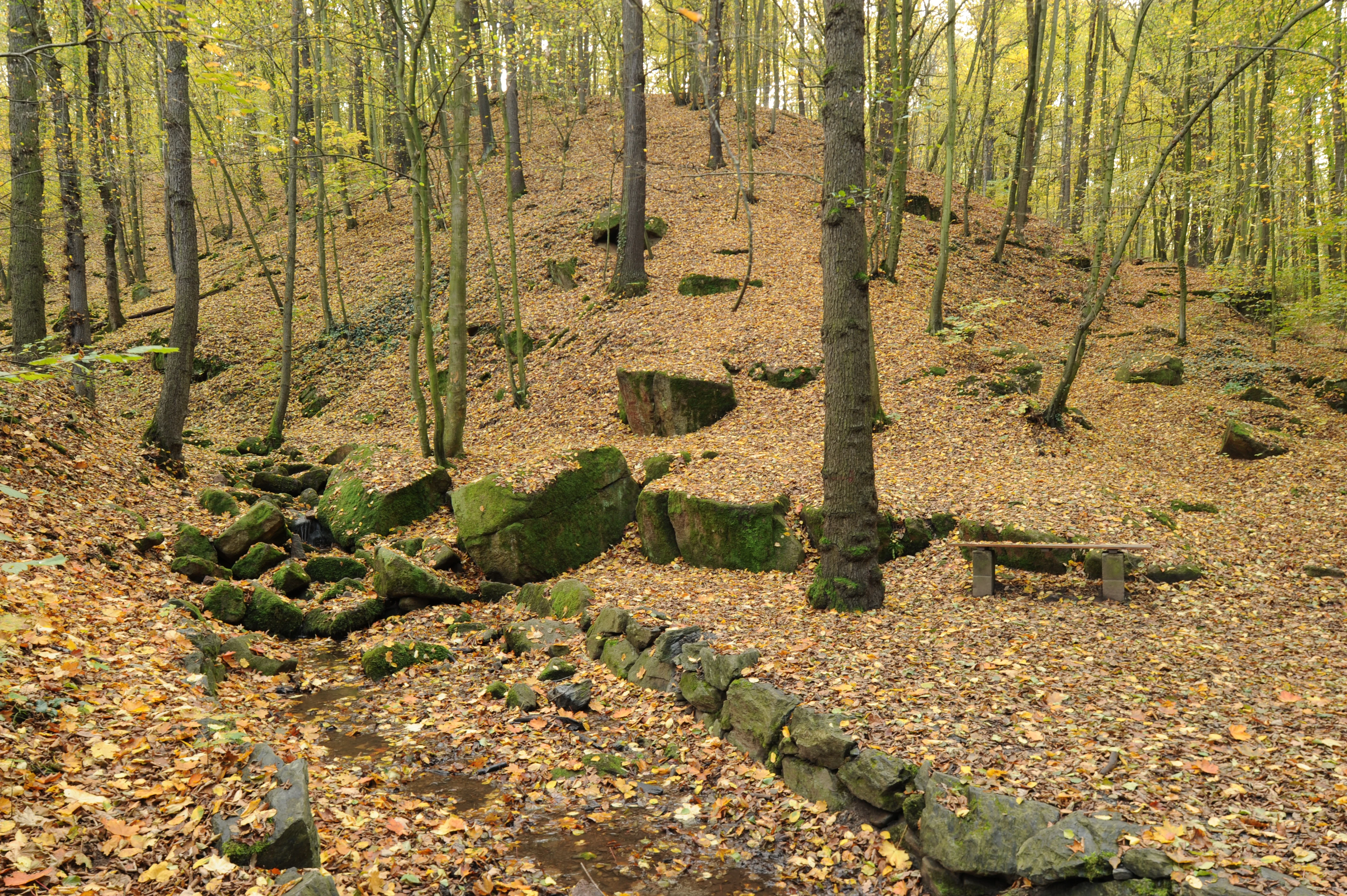 A forest landscape with a small stream flowing over moss-covered stones in the Spargründe valley, with a small wooden bench positioned on the slope.