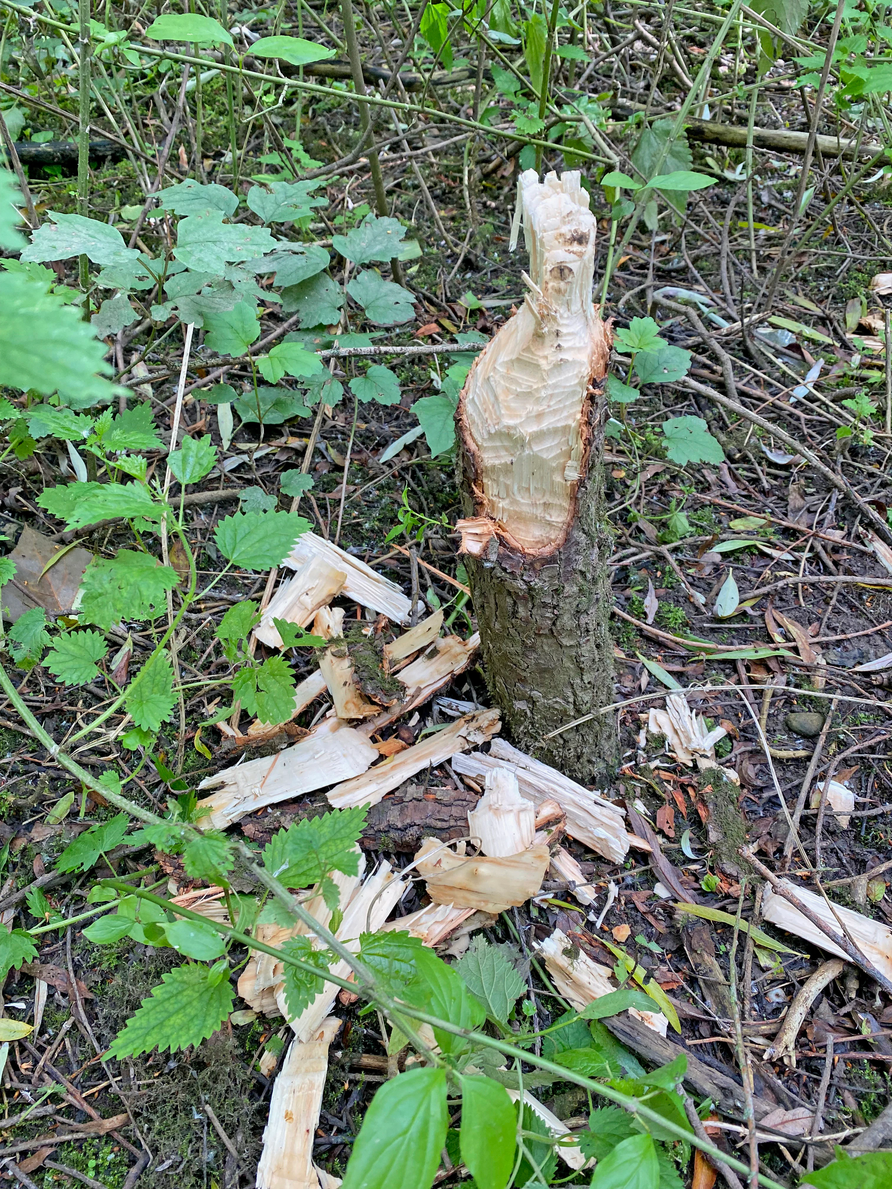 A small tree trunk partially chewed through by a beaver, surrounded by wood shavings on the forest floor.