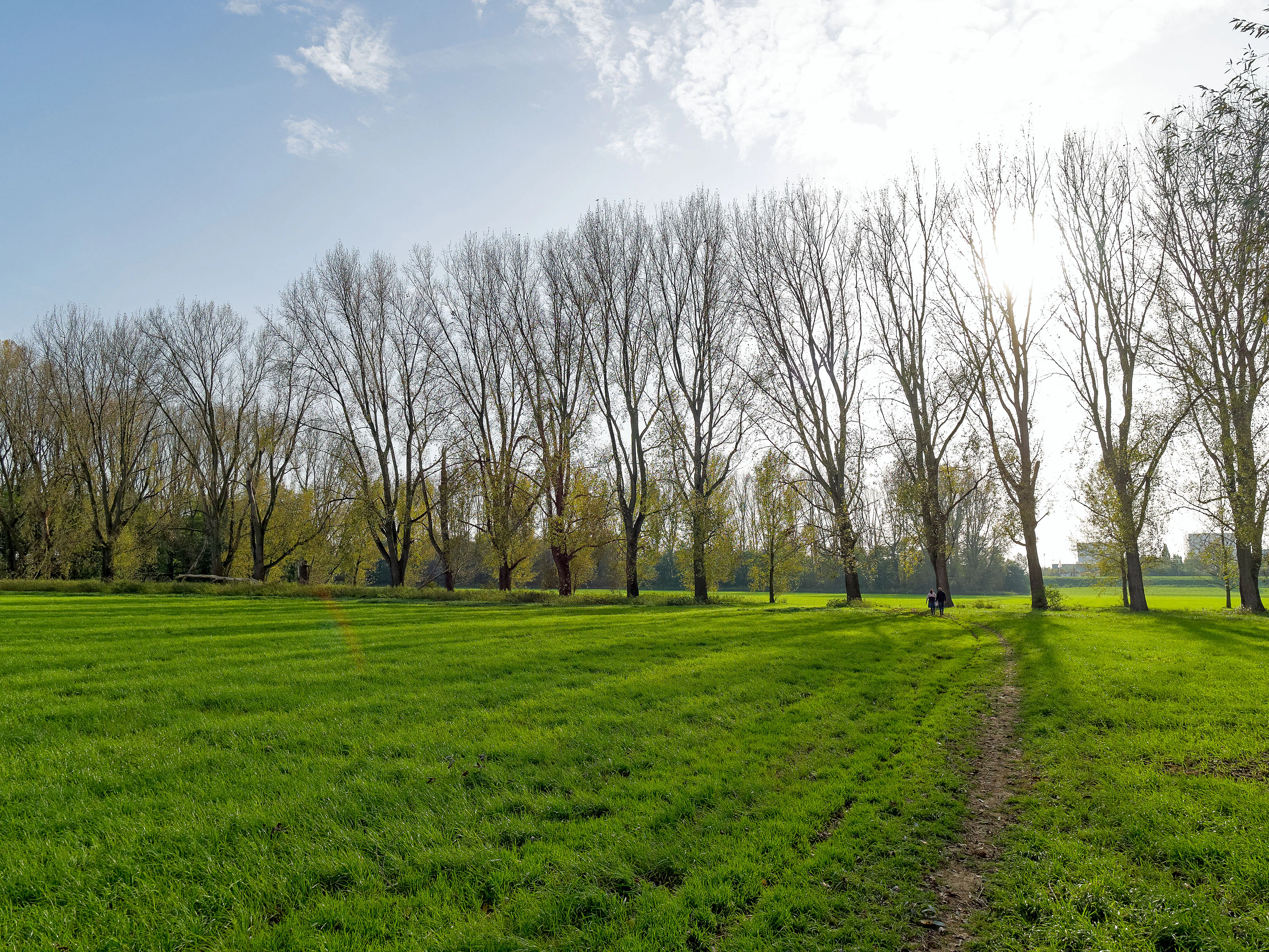 A wide, grassy field leads toward a line of tall, leafless trees under a bright sky with sun flare.