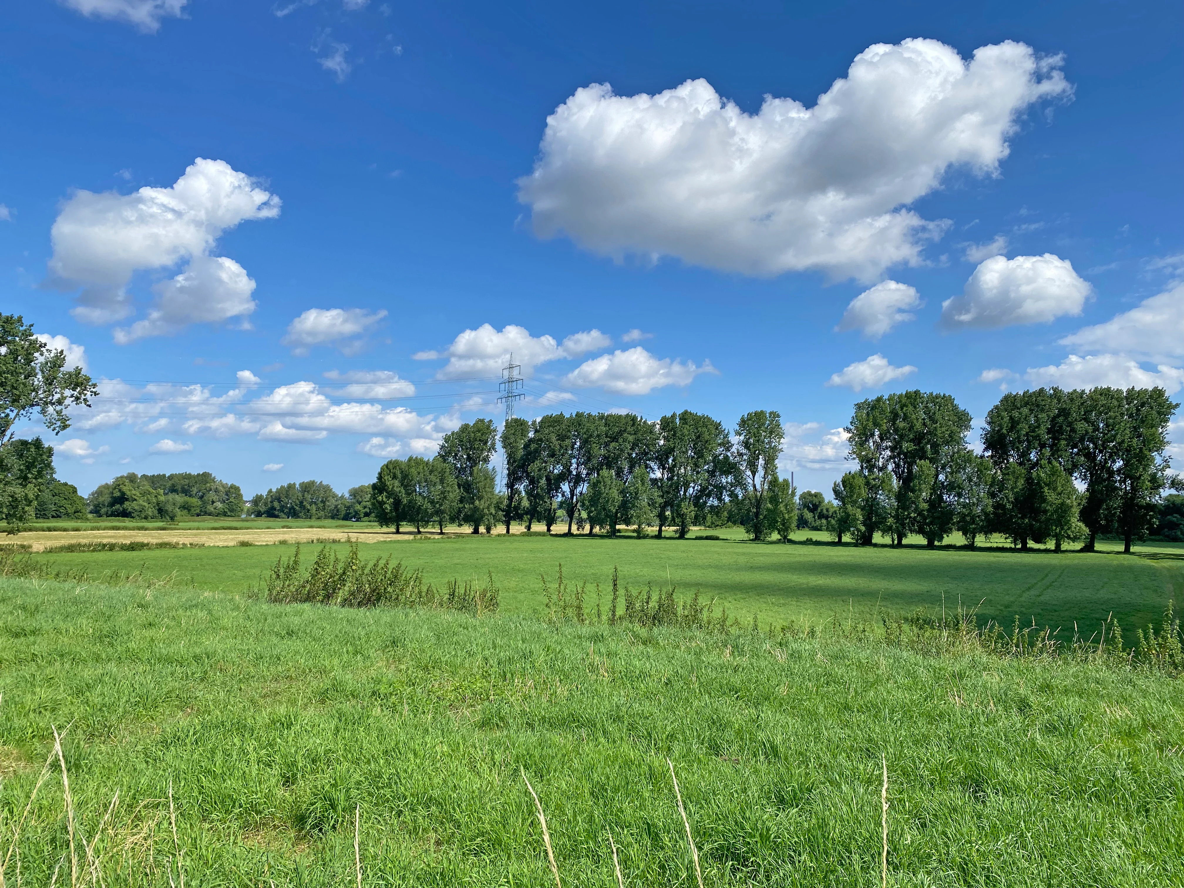 A wide, sunny landscape view of green meadows and a line of tall deciduous trees under a bright blue sky with scattered white clouds.