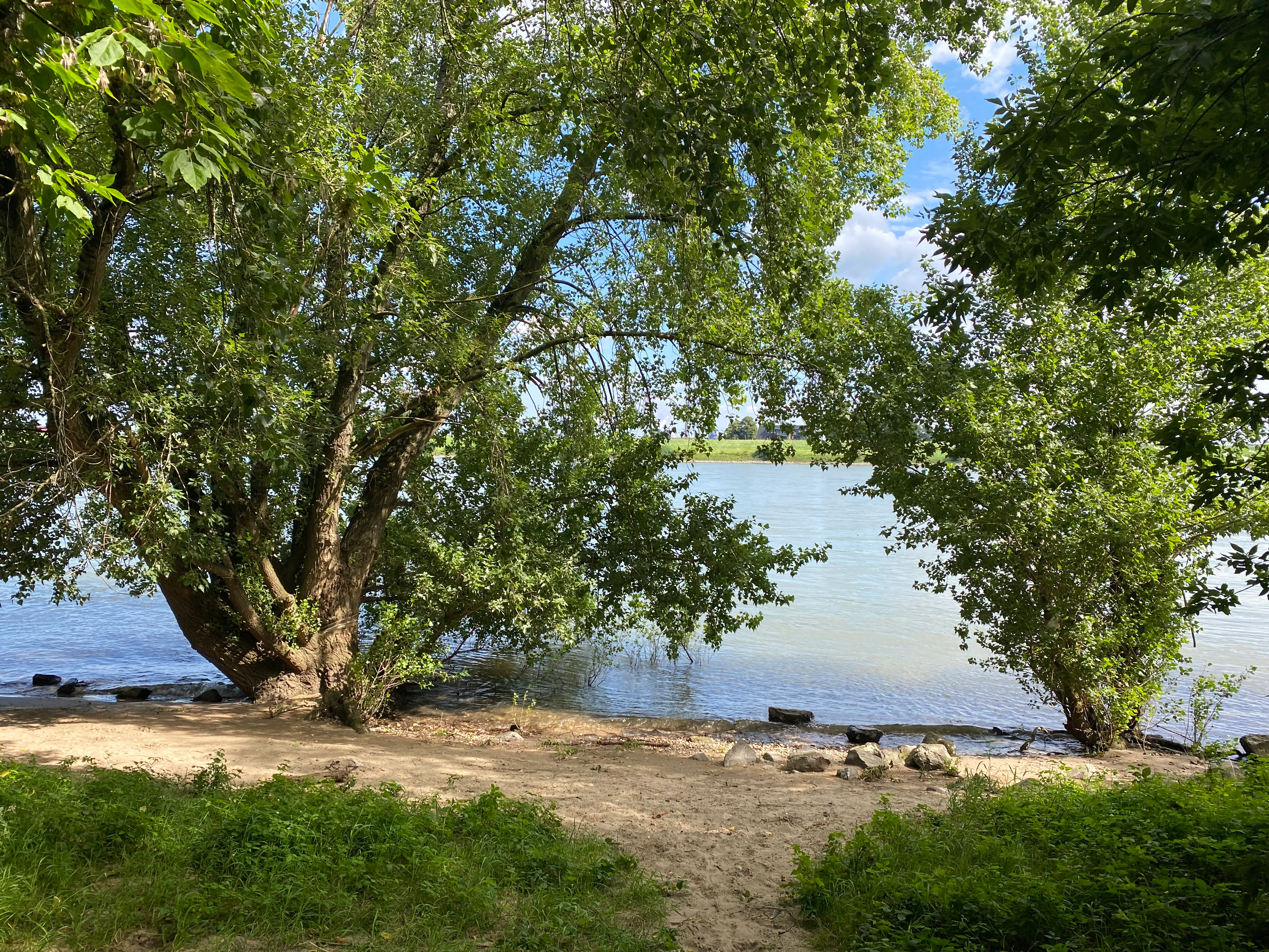 A view of the Rhine riverbank featuring a sandy shore in the foreground framed by leafy green deciduous trees under a blue sky.