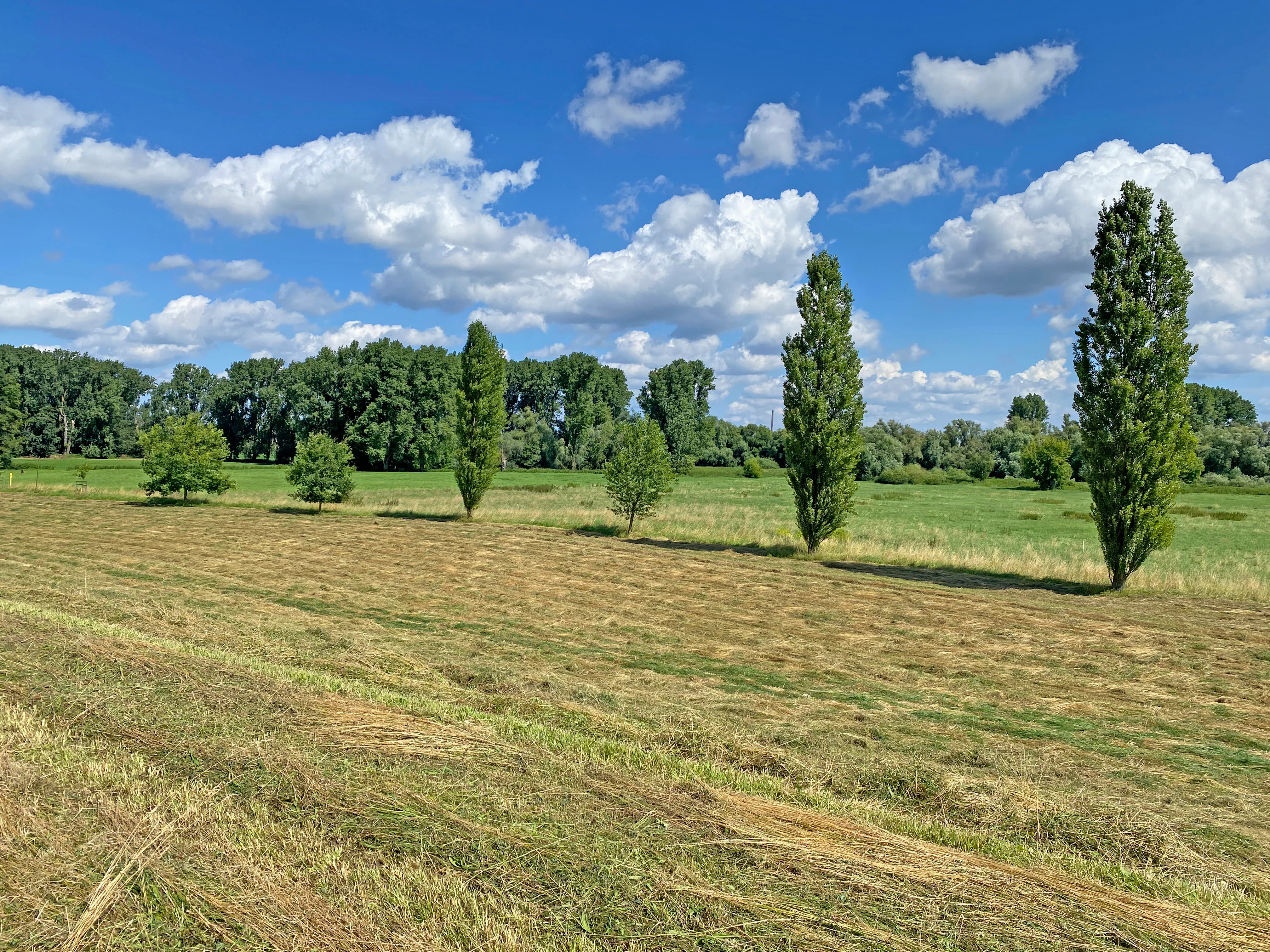 A wide view of a mown hay field in the foreground, with several tall, narrow poplar trees standing in the grassy meadow and a line of dense forest in the background under a blue sky with scattered clouds.
