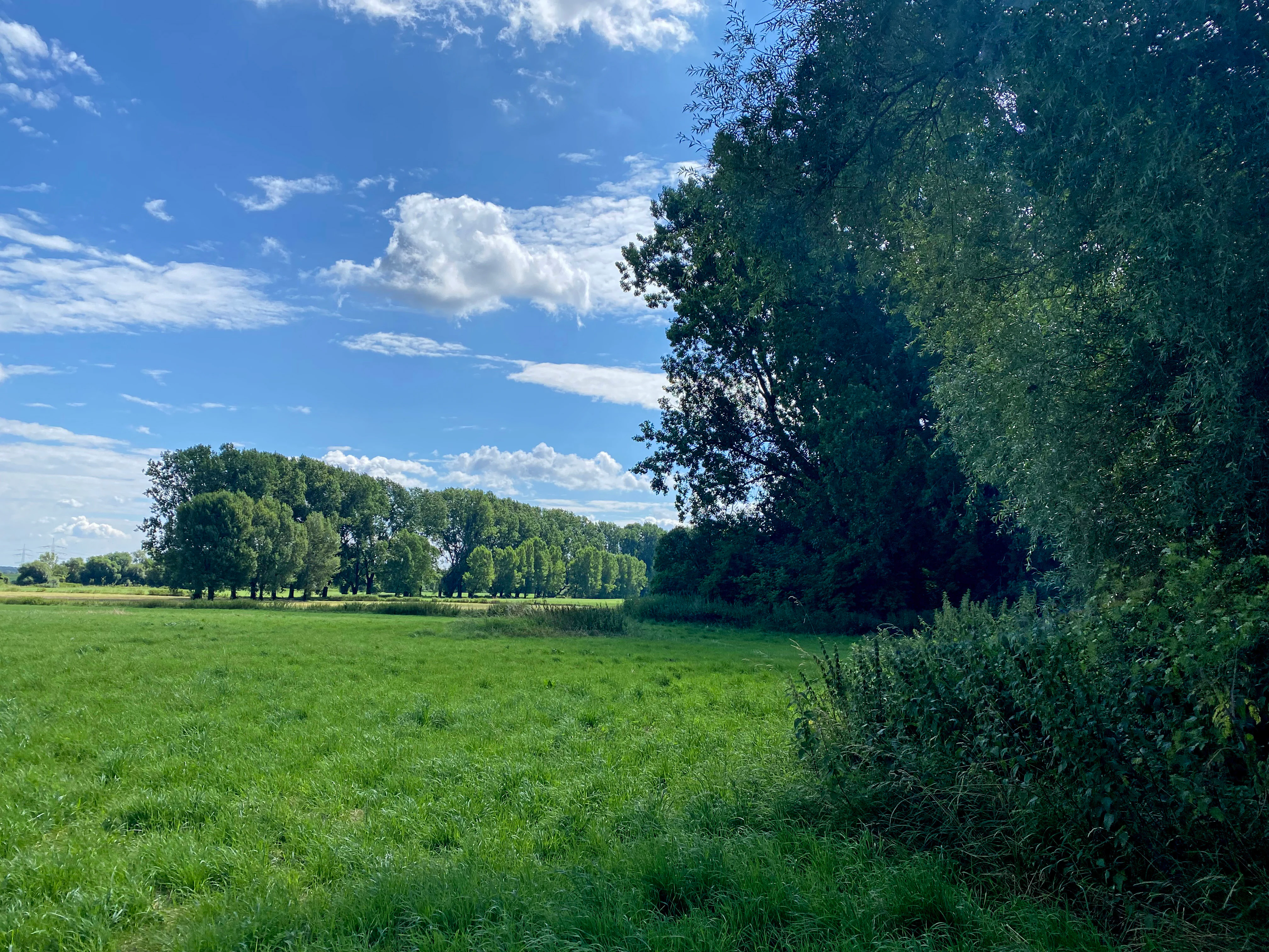 A wide view of a green meadow with a line of tall deciduous trees under a blue sky with scattered white clouds.