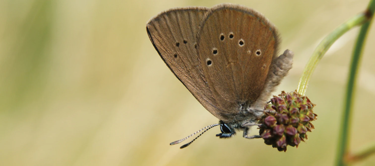 A close up view of a dusky large blue butterfly resting on the flower head of a plant against a blurred background.