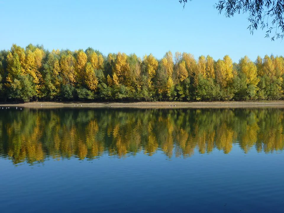 A wide view of a calm lake in autumn with a dense line of trees displaying yellow and green leaves, reflected clearly in the water surface.